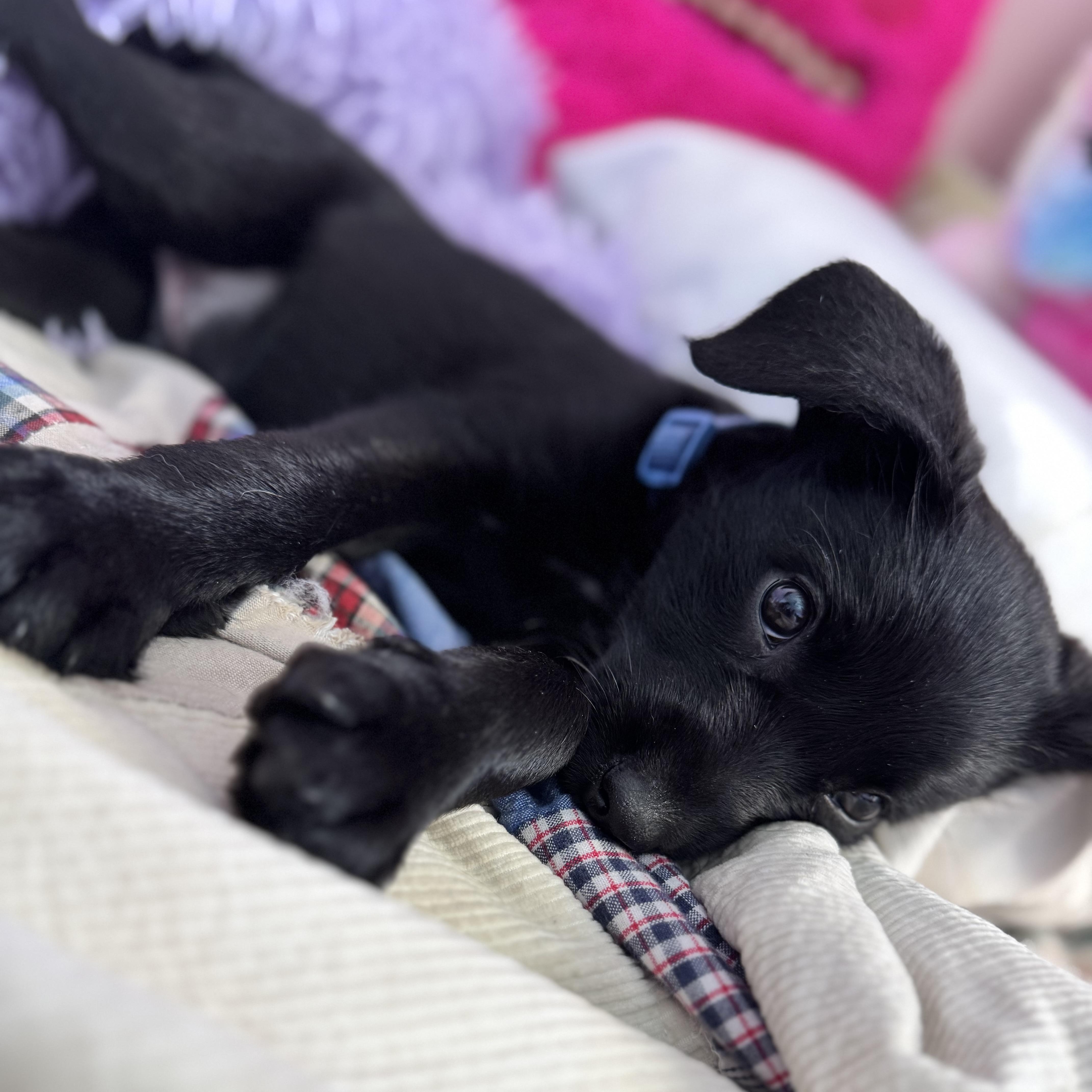Enlarge Max, an adopted Black Labrador Retriever in Van Nuys, CA image 5/5