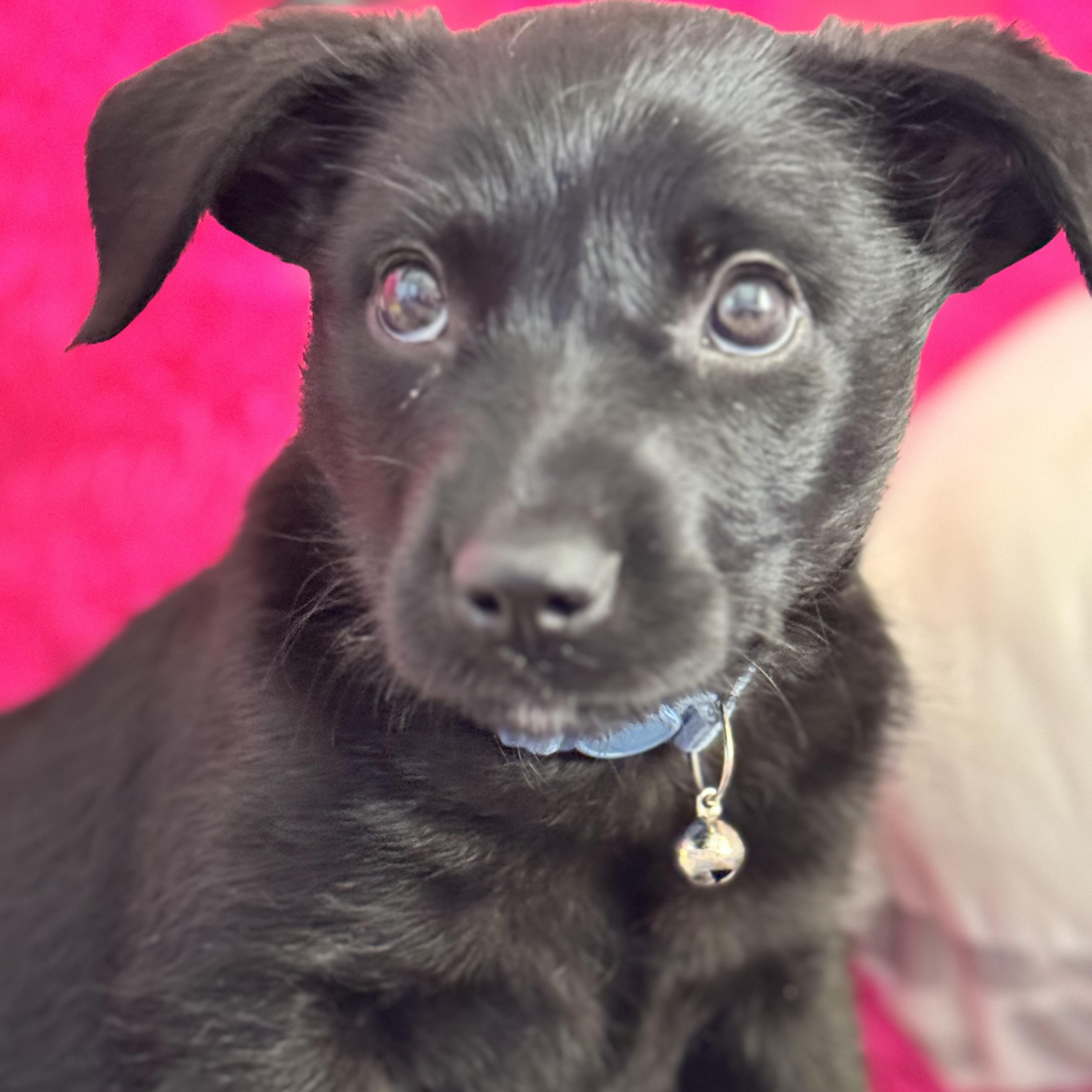 Enlarge Max, an adopted Black Labrador Retriever in Van Nuys, CA image 3/5