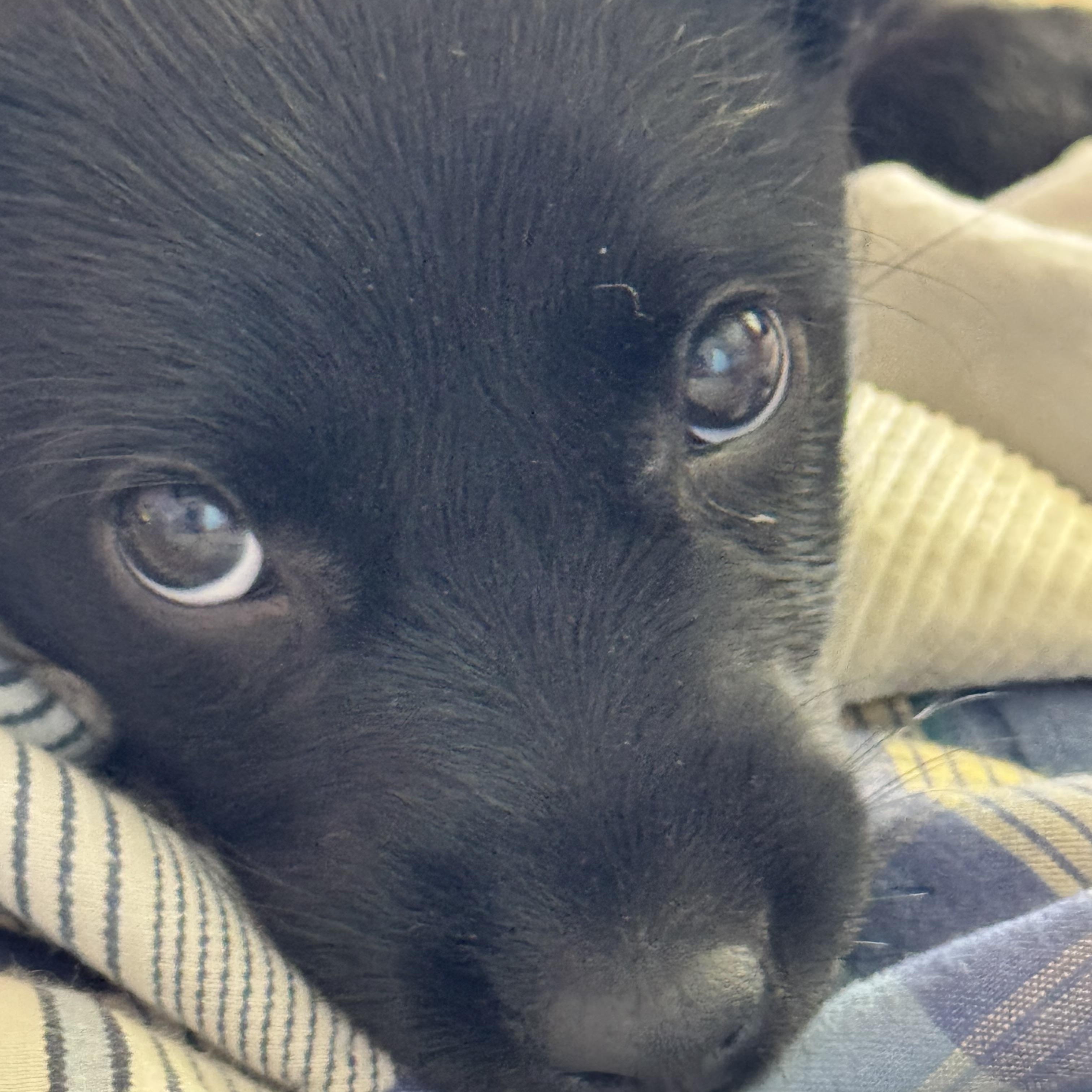 Enlarge Max, an adopted Black Labrador Retriever in Van Nuys, CA image 2/5