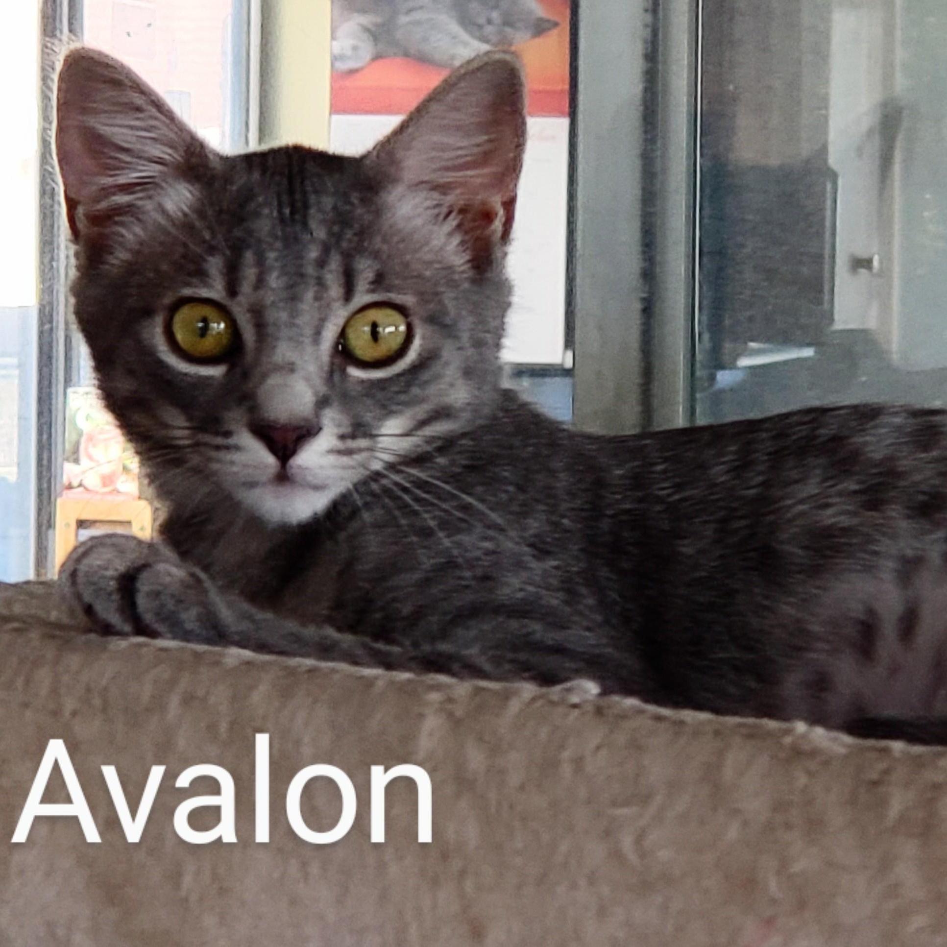 Avalon