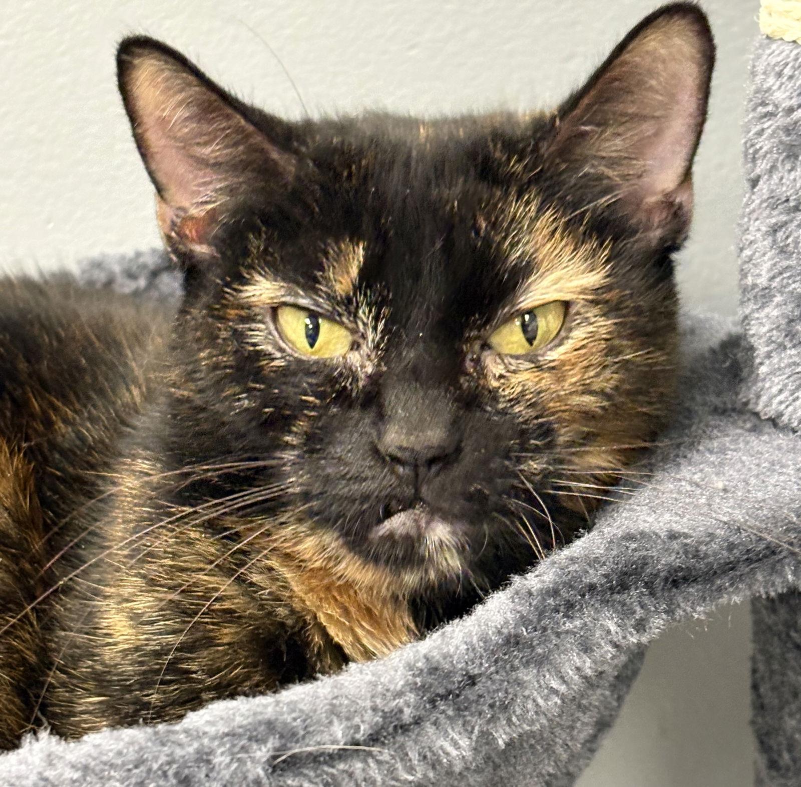 Snaggletooth, Adoptable, Young Female Tortoiseshell & Domestic Short Hair.
