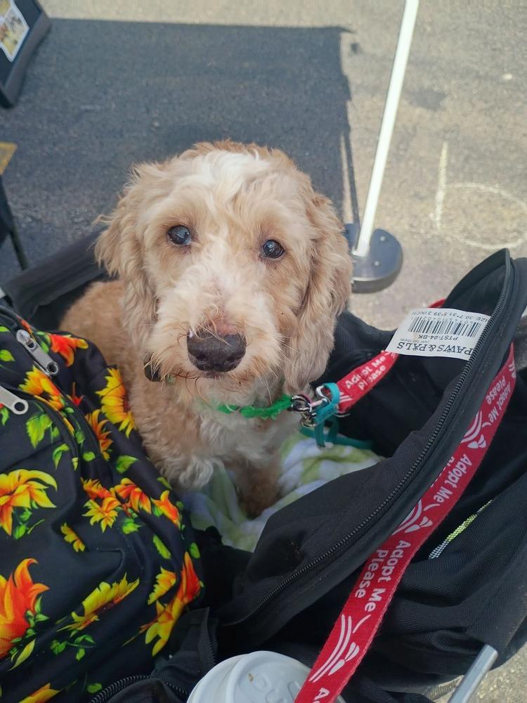 Enlarge Chuck, a Adoptable Poodle in Wausau, WI image 2/5