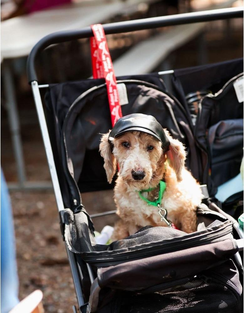 Enlarge Chuck, a Adoptable Poodle in Wausau, WI image 3/5