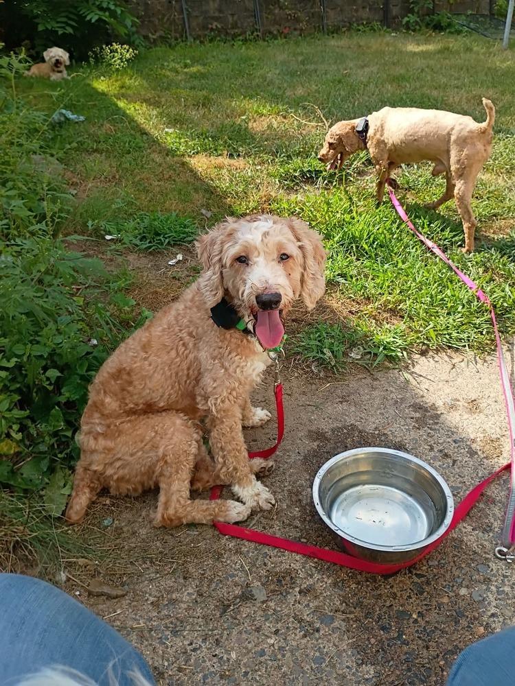 Enlarge Chuck, a Adoptable Poodle in Wausau, WI image 4/5