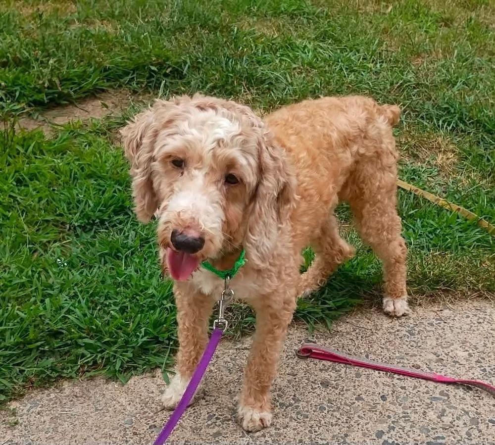 Enlarge Chuck, a Adoptable Poodle in Wausau, WI image 5/5