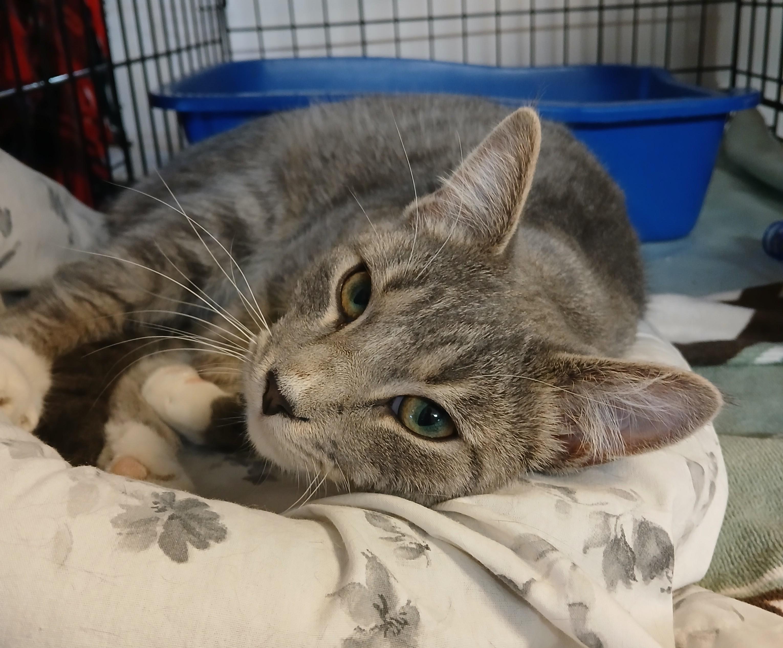 Kernel Cobbs, an adoptable mixed breed in Germansville, PA image 2/4