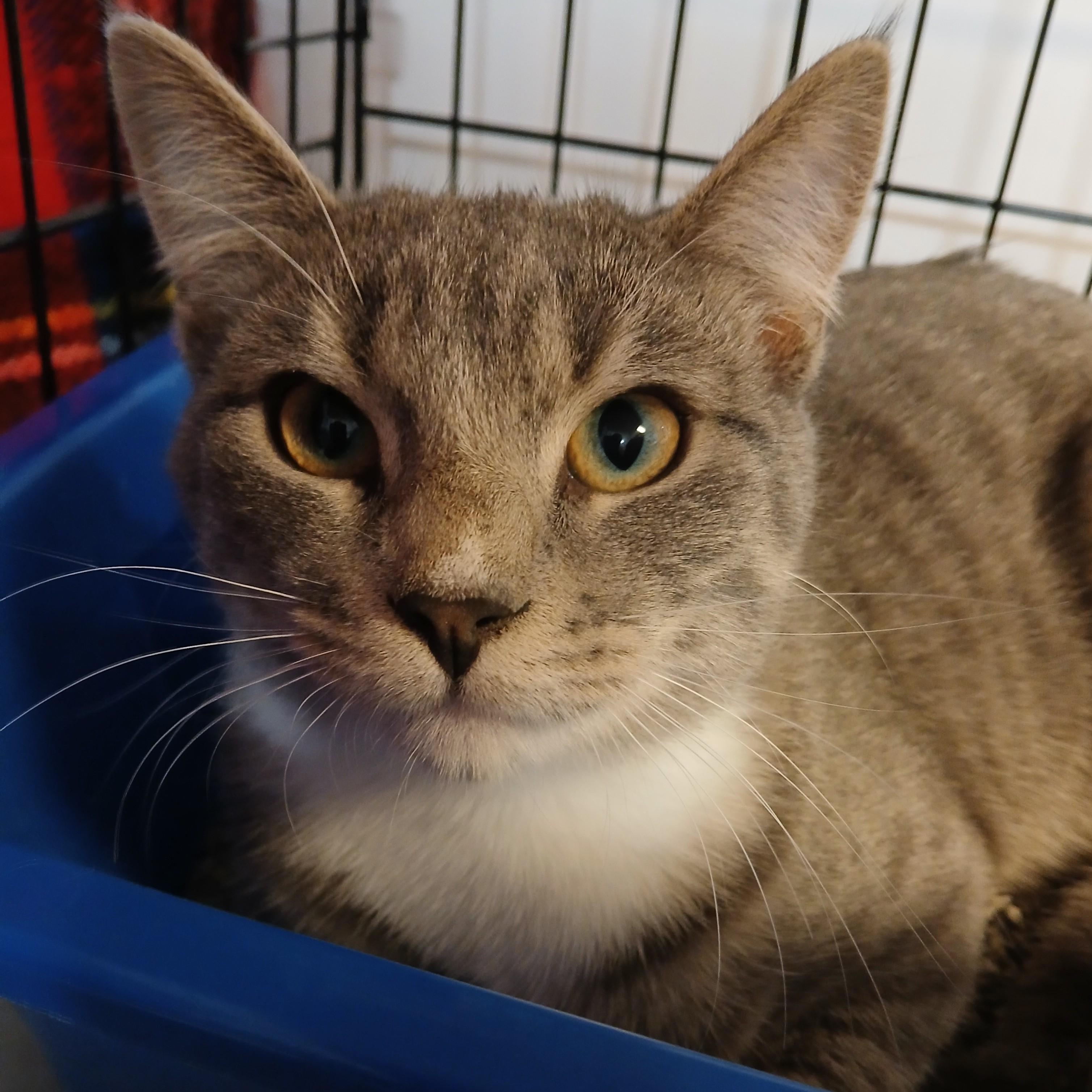 Kernel Cobbs, an adoptable mixed breed in Germansville, PA image 3/4