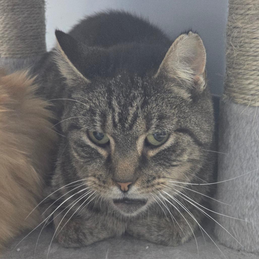 Enlarge General Mills, a Adoptable Domestic Short Hair in Fairmont, WV image 1/1