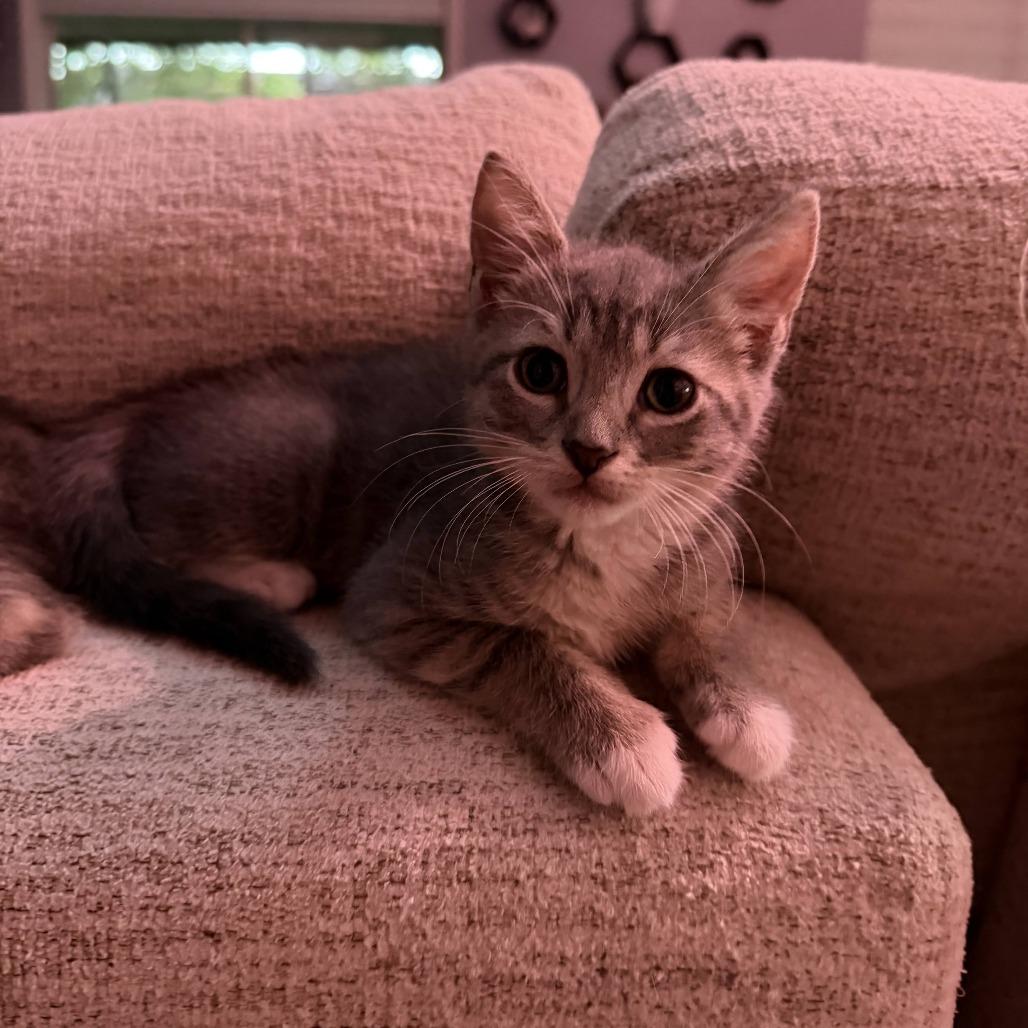 Enlarge Pierogi, a Adoptable Domestic Short Hair in Hollister, FL image 1/4