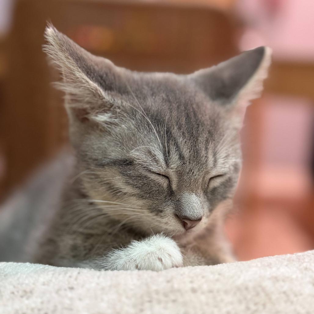 Enlarge Pierogi, a Adoptable Domestic Short Hair in Hollister, FL image 2/4