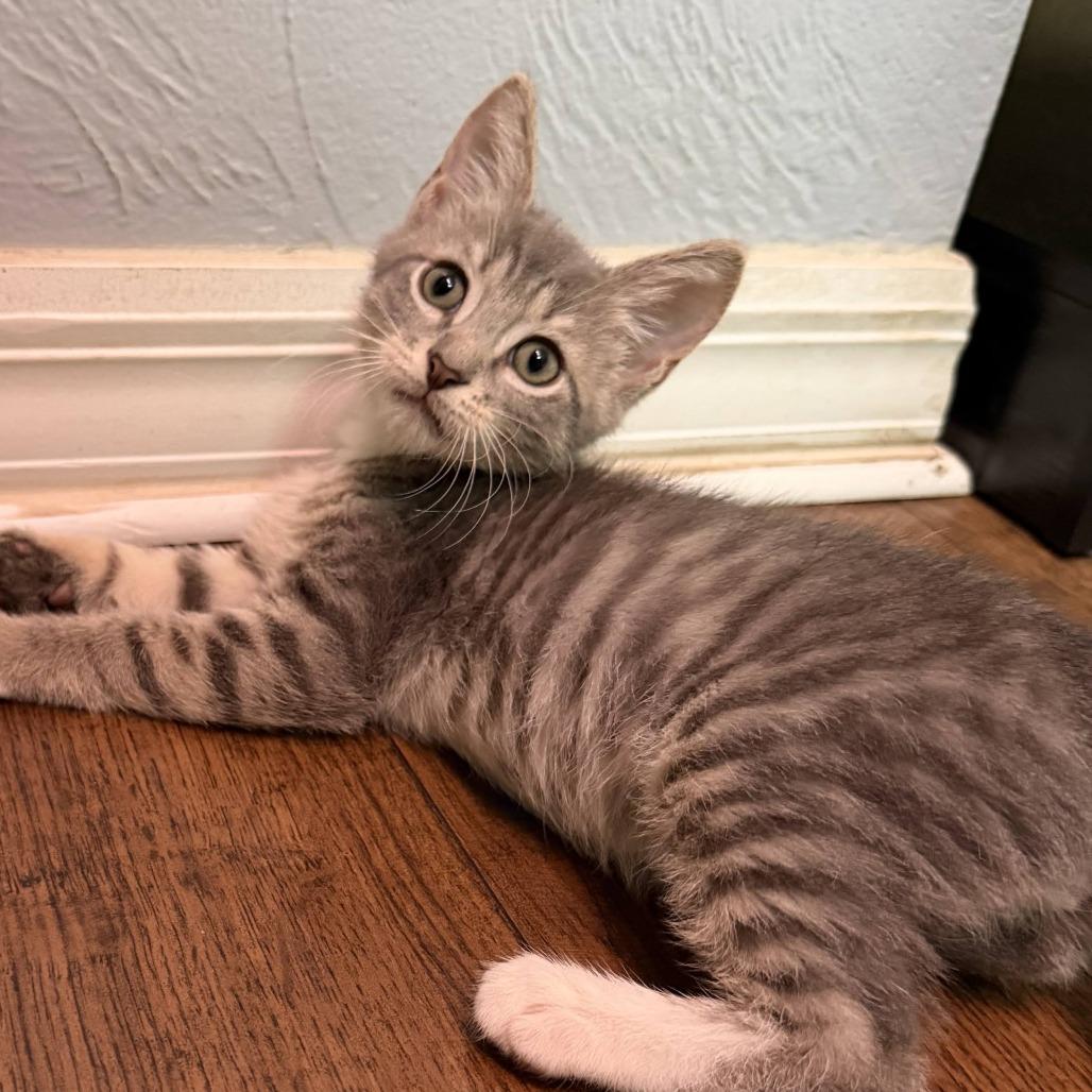 Enlarge Pierogi, a Adoptable Domestic Short Hair in Hollister, FL image 3/4