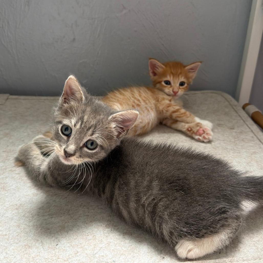 Enlarge Pierogi, a Adoptable Domestic Short Hair in Hollister, FL image 4/4