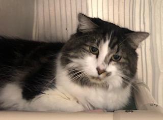 Frisbee, Adoptable, Adult Male Domestic Medium Hair.