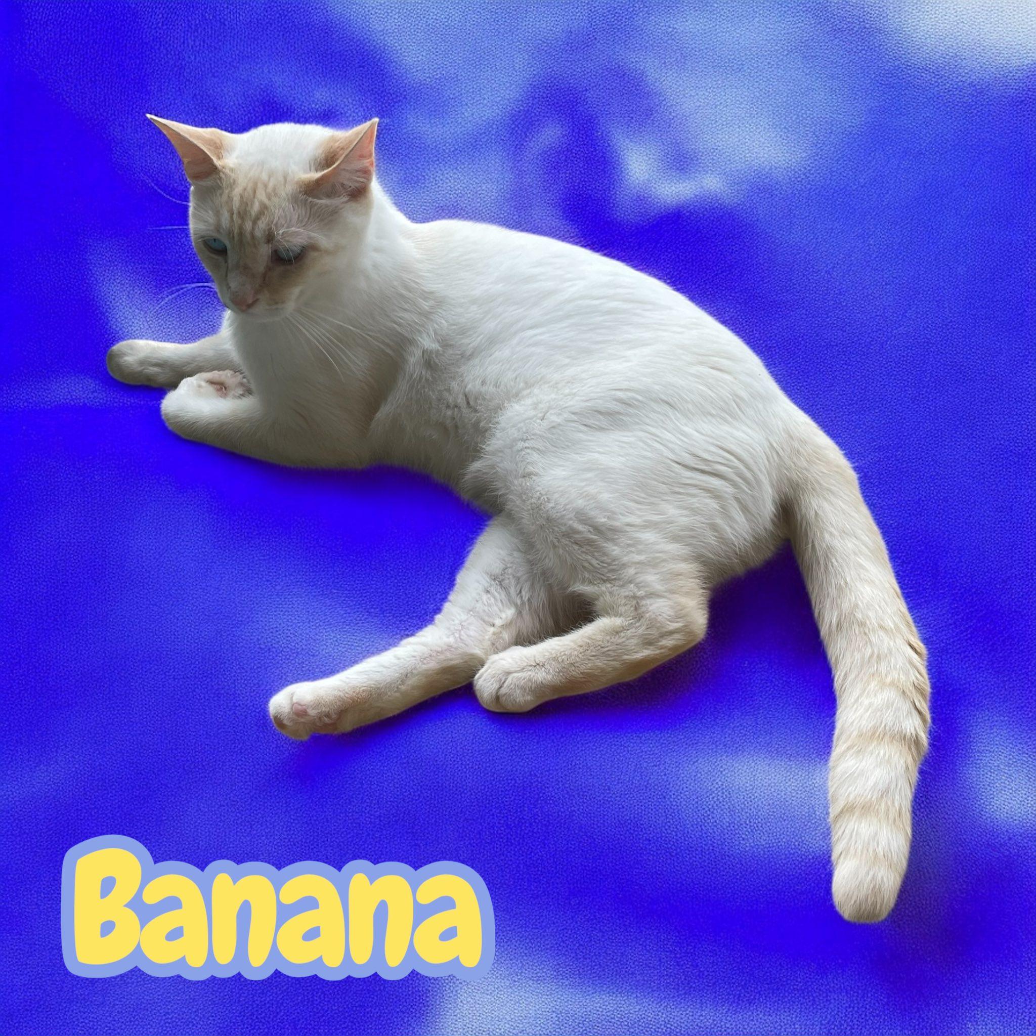 Banana