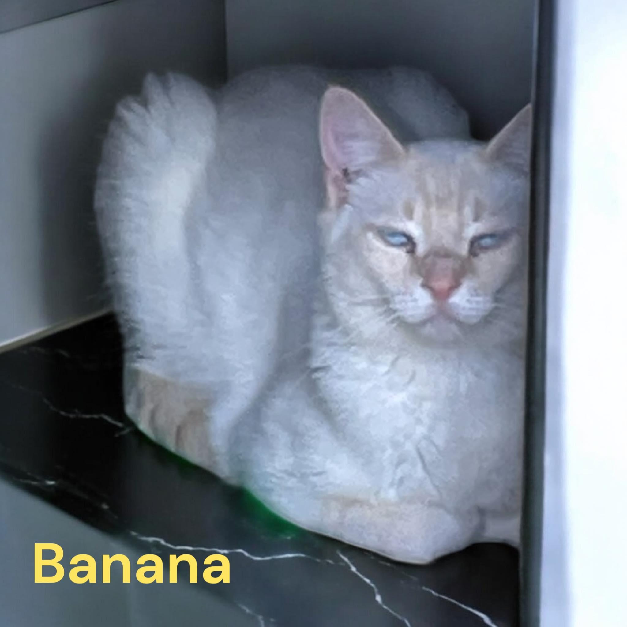 Banana