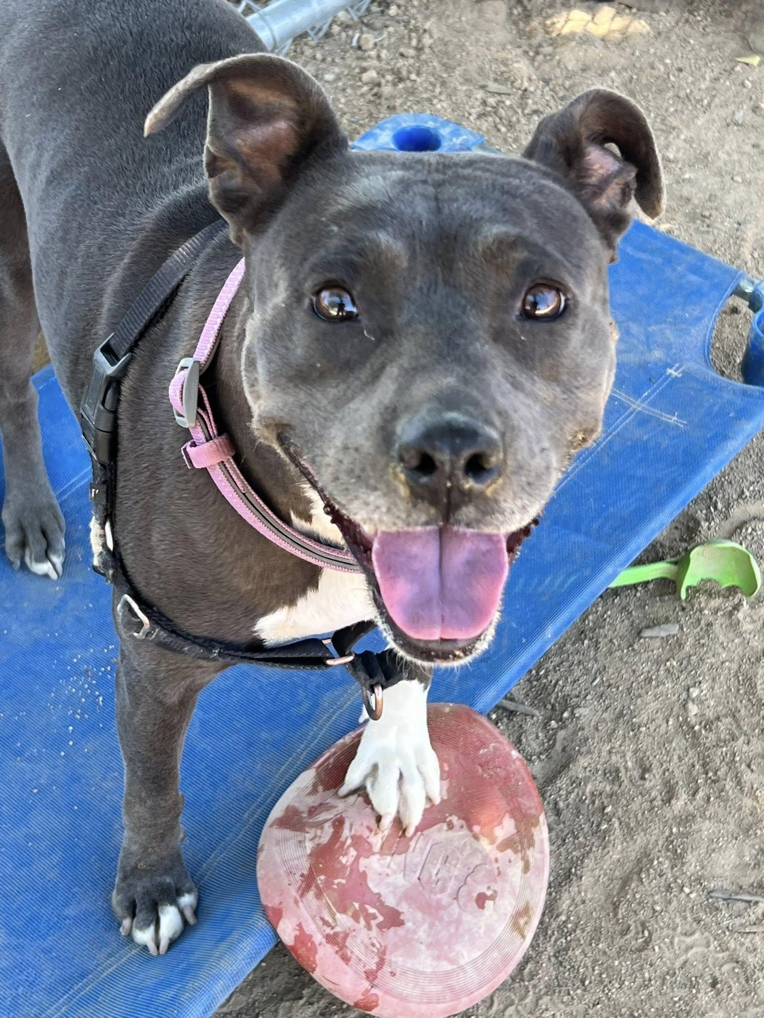 Enlarge Shasta - Adoption fee fully sponsored in honor of Kevin Ward, a Adoptable mixed breed in Chico, CA image 2/6