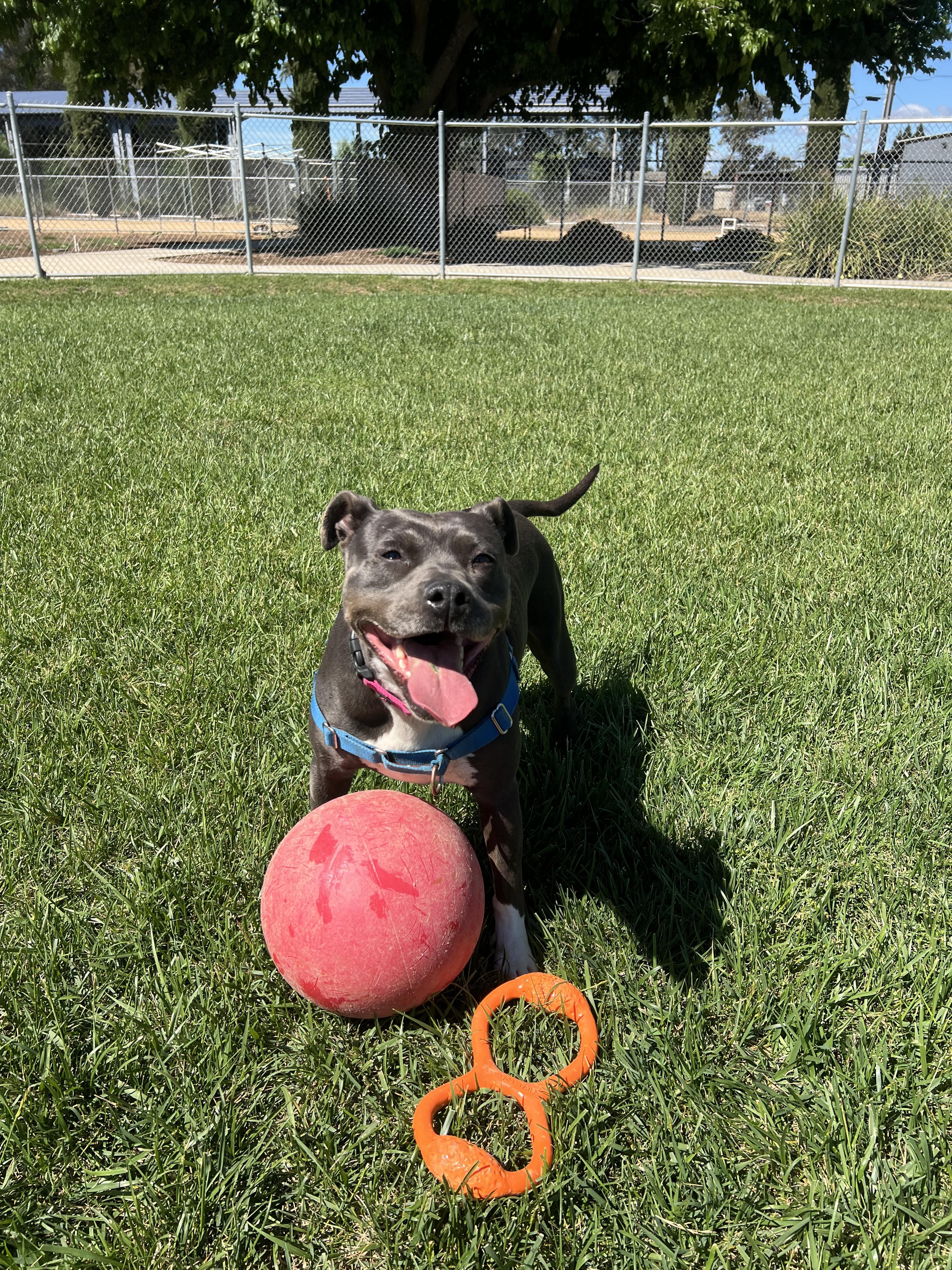 Shasta - Adoption fee fully sponsored in honor of Kevin Ward, Adoptable, Adult Female American Staffordshire Terrier.