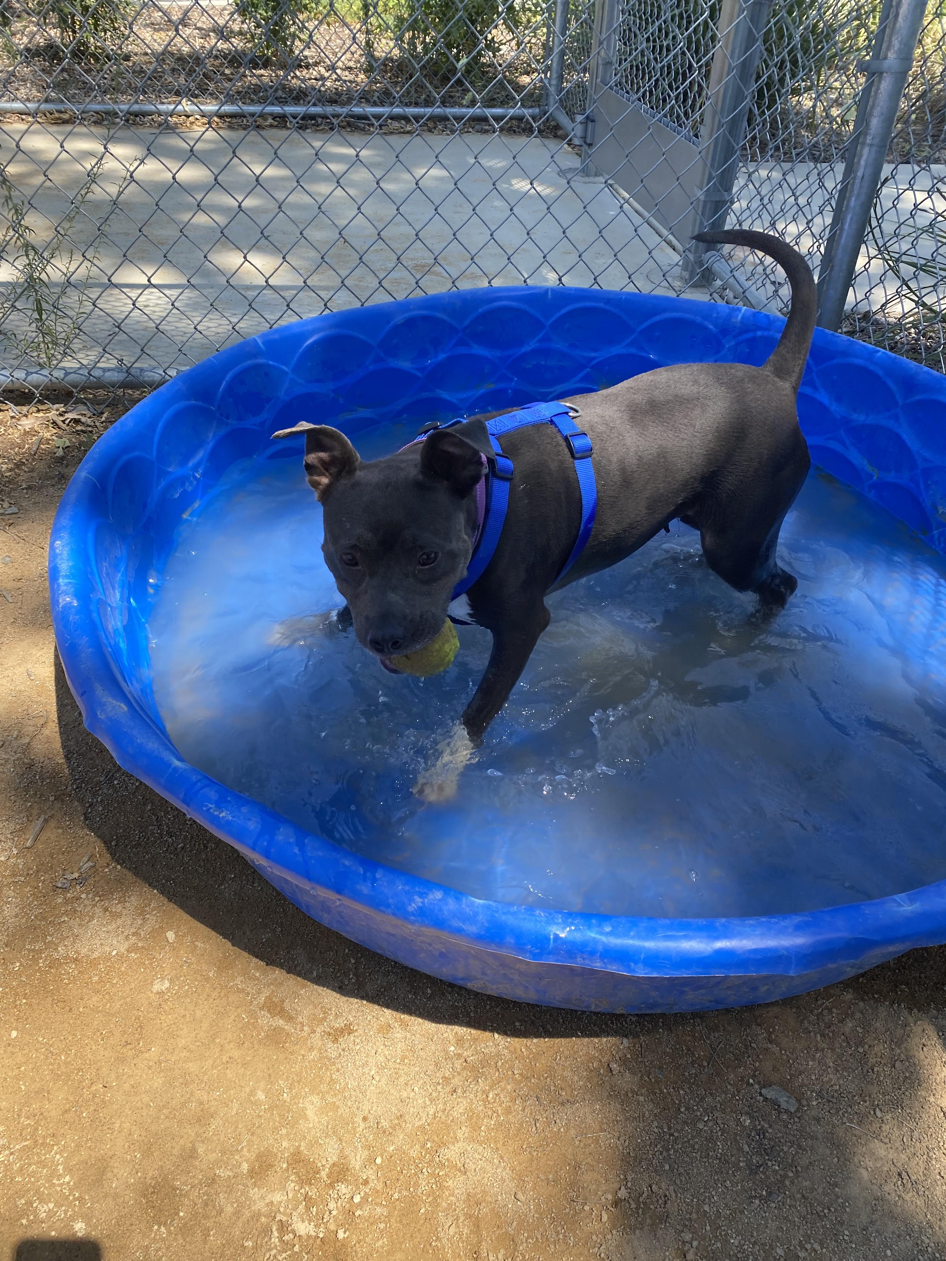 Enlarge Shasta - Adoption fee fully sponsored in honor of Kevin Ward, a Adoptable mixed breed in Chico, CA image 2/6