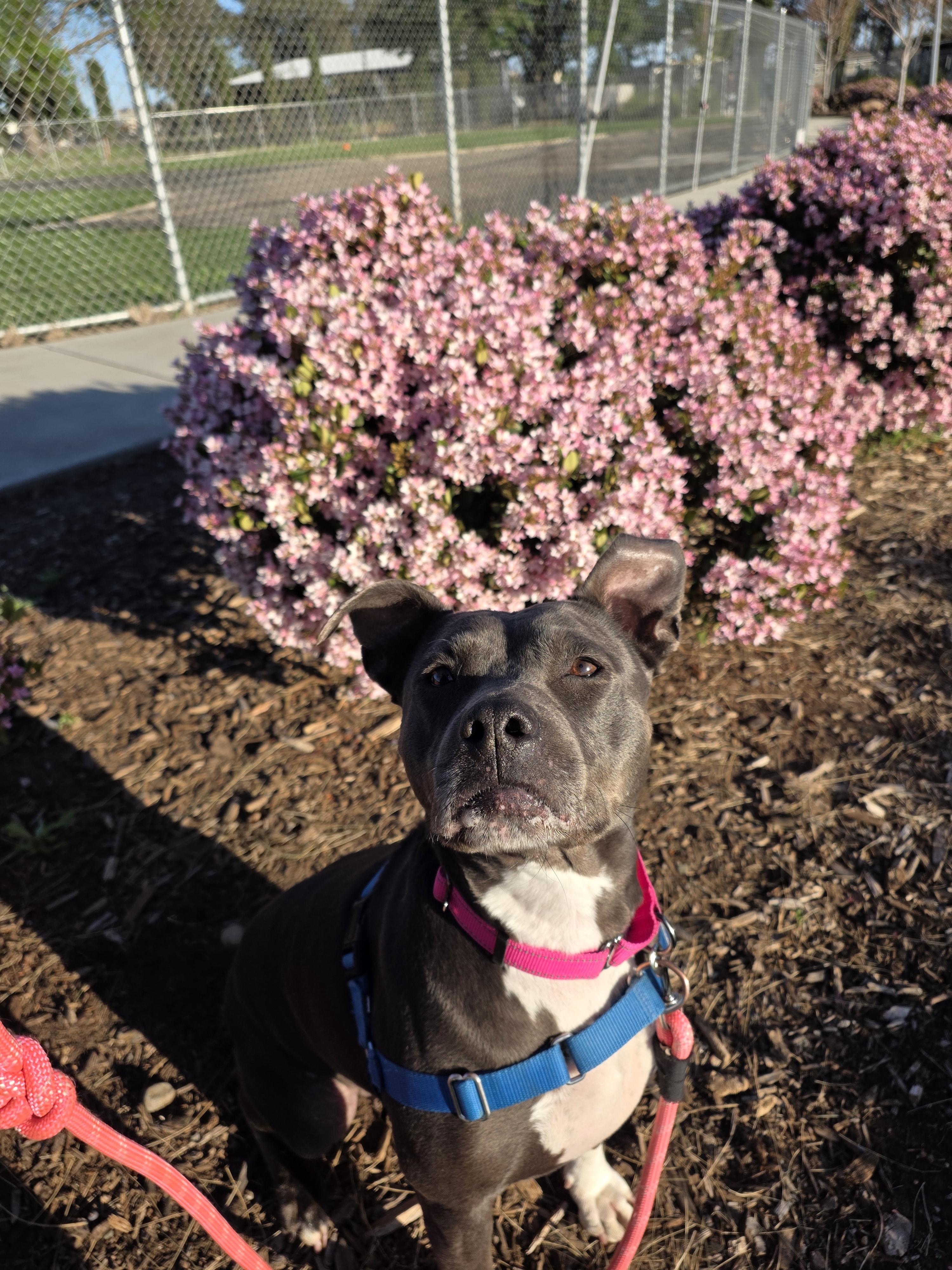 Enlarge Shasta - Adoption fee fully sponsored in honor of Kevin Ward, a Adoptable mixed breed in Chico, CA image 3/6