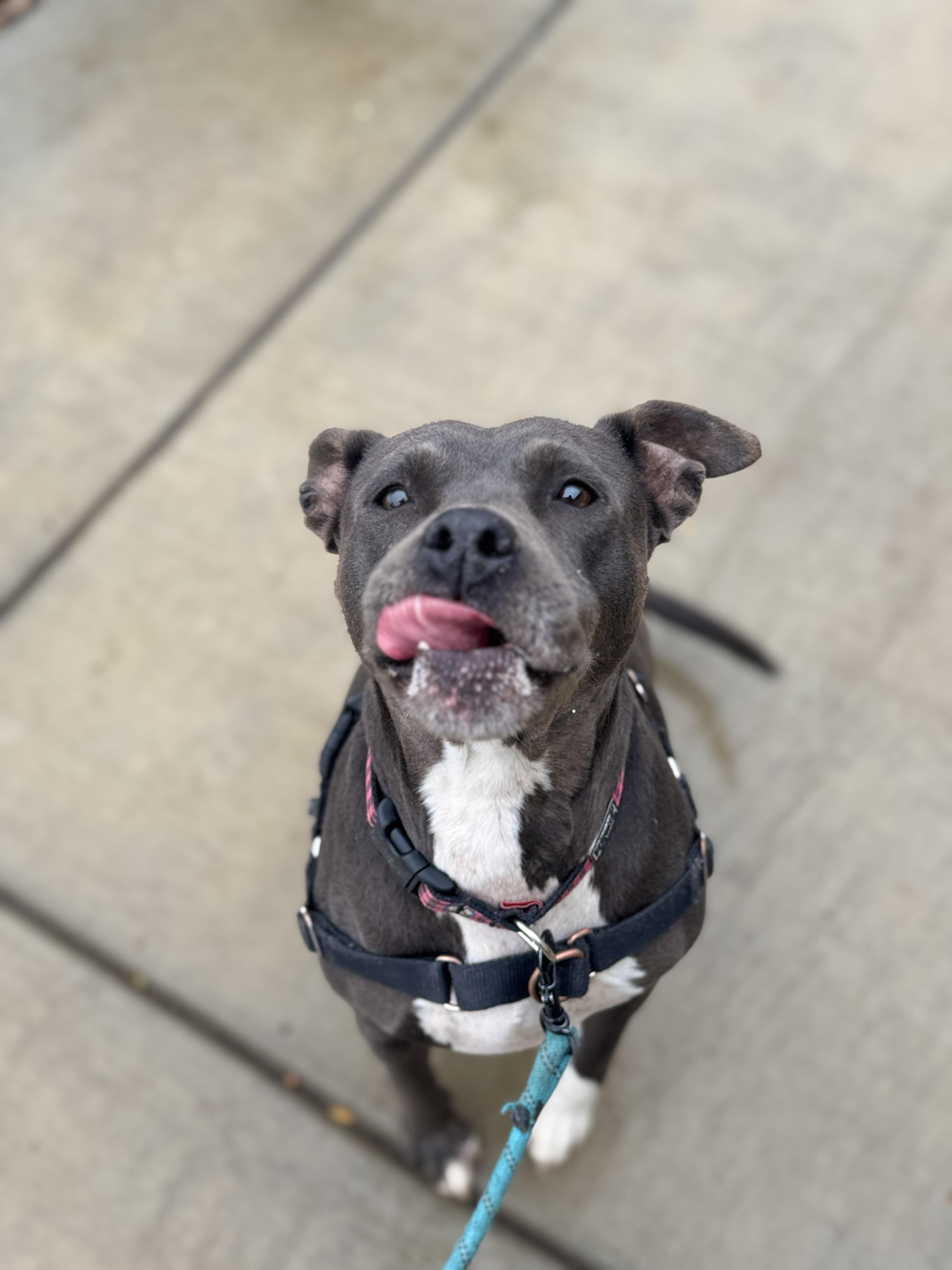 Enlarge Shasta - Adoption fee fully sponsored in honor of Kevin Ward, a Adoptable mixed breed in Chico, CA image 3/6