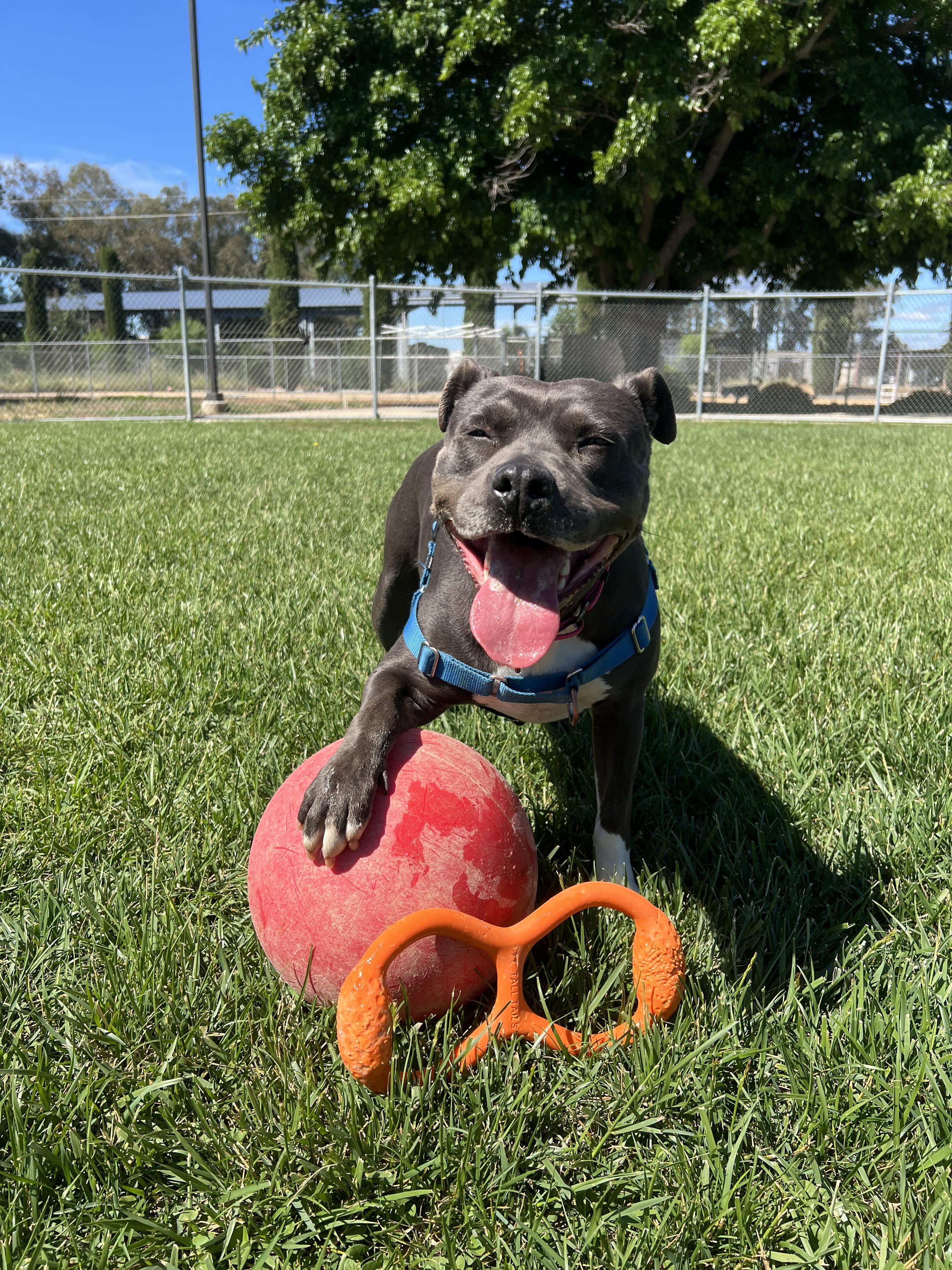 Enlarge Shasta - Adoption fee fully sponsored in honor of Kevin Ward, a Adoptable mixed breed in Chico, CA image 4/6