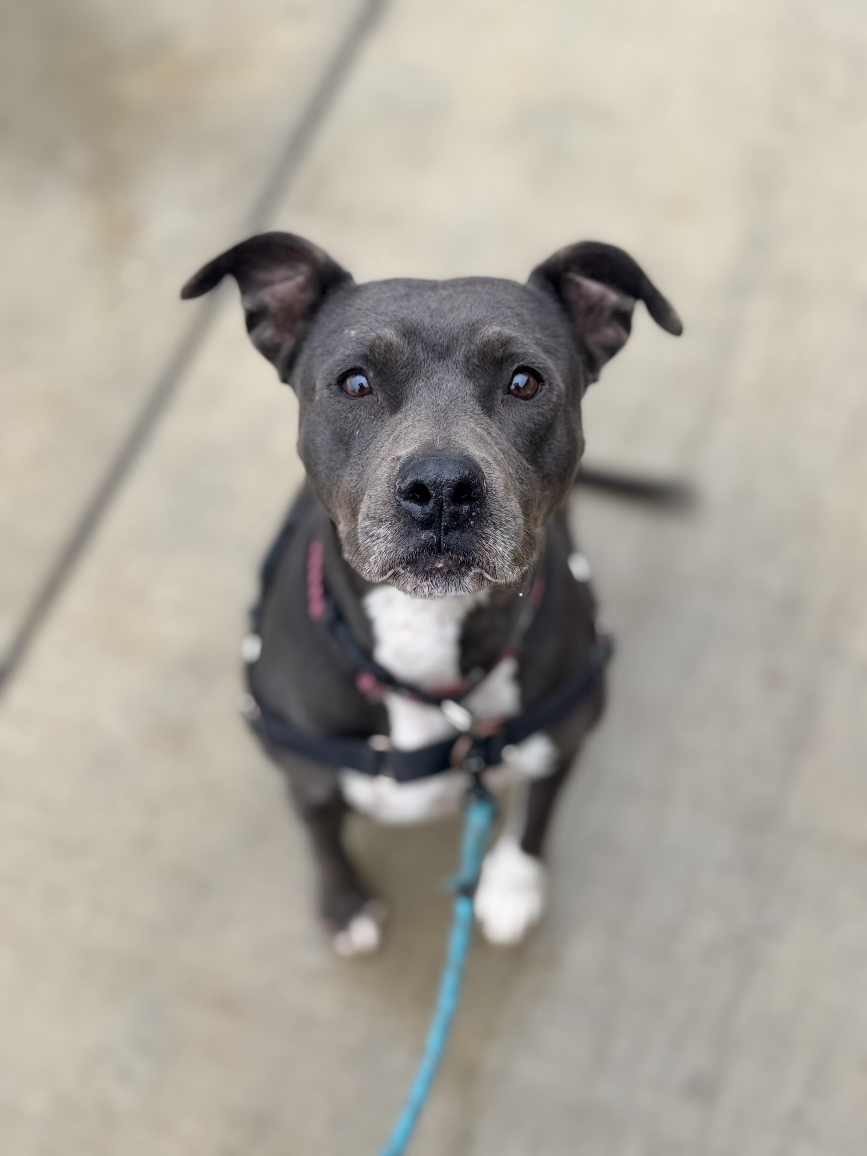 Enlarge Shasta - Adoption fee fully sponsored in honor of Kevin Ward, a Adoptable mixed breed in Chico, CA image 4/6