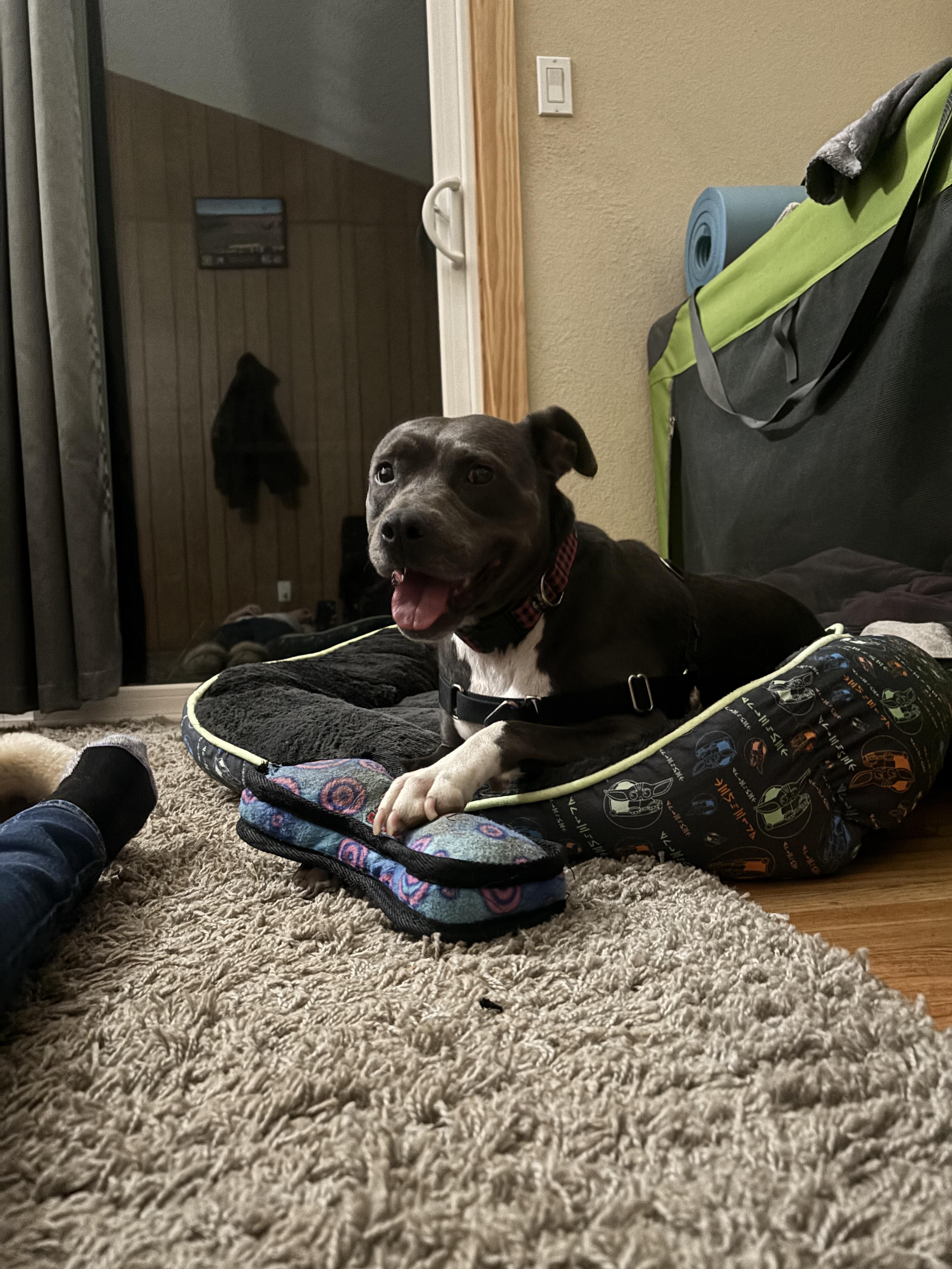 Enlarge Shasta - Adoption fee fully sponsored in honor of Kevin Ward, a Adoptable mixed breed in Chico, CA image 5/6