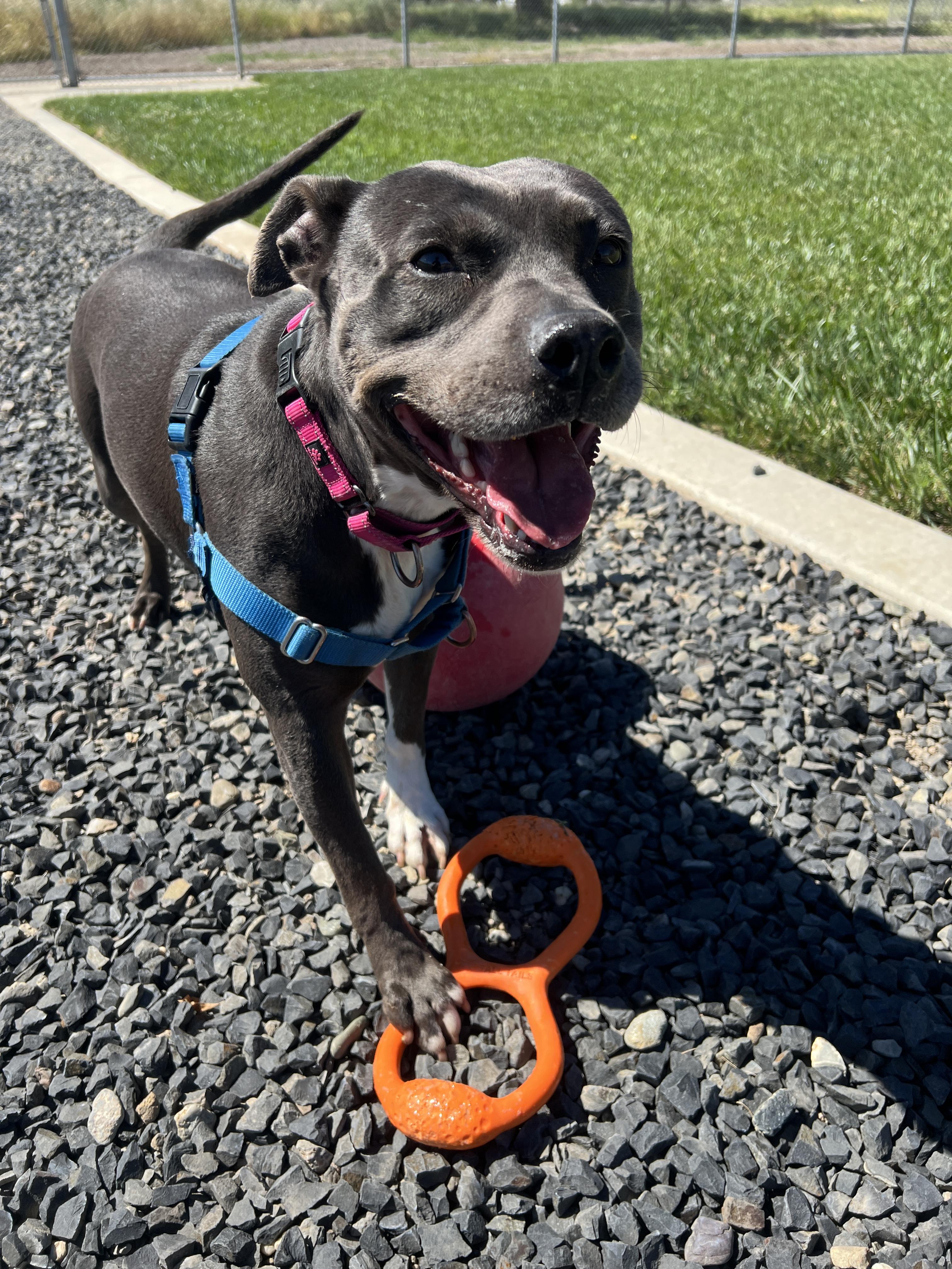 Enlarge Shasta - Adoption fee fully sponsored in honor of Kevin Ward, a Adoptable mixed breed in Chico, CA image 6/6