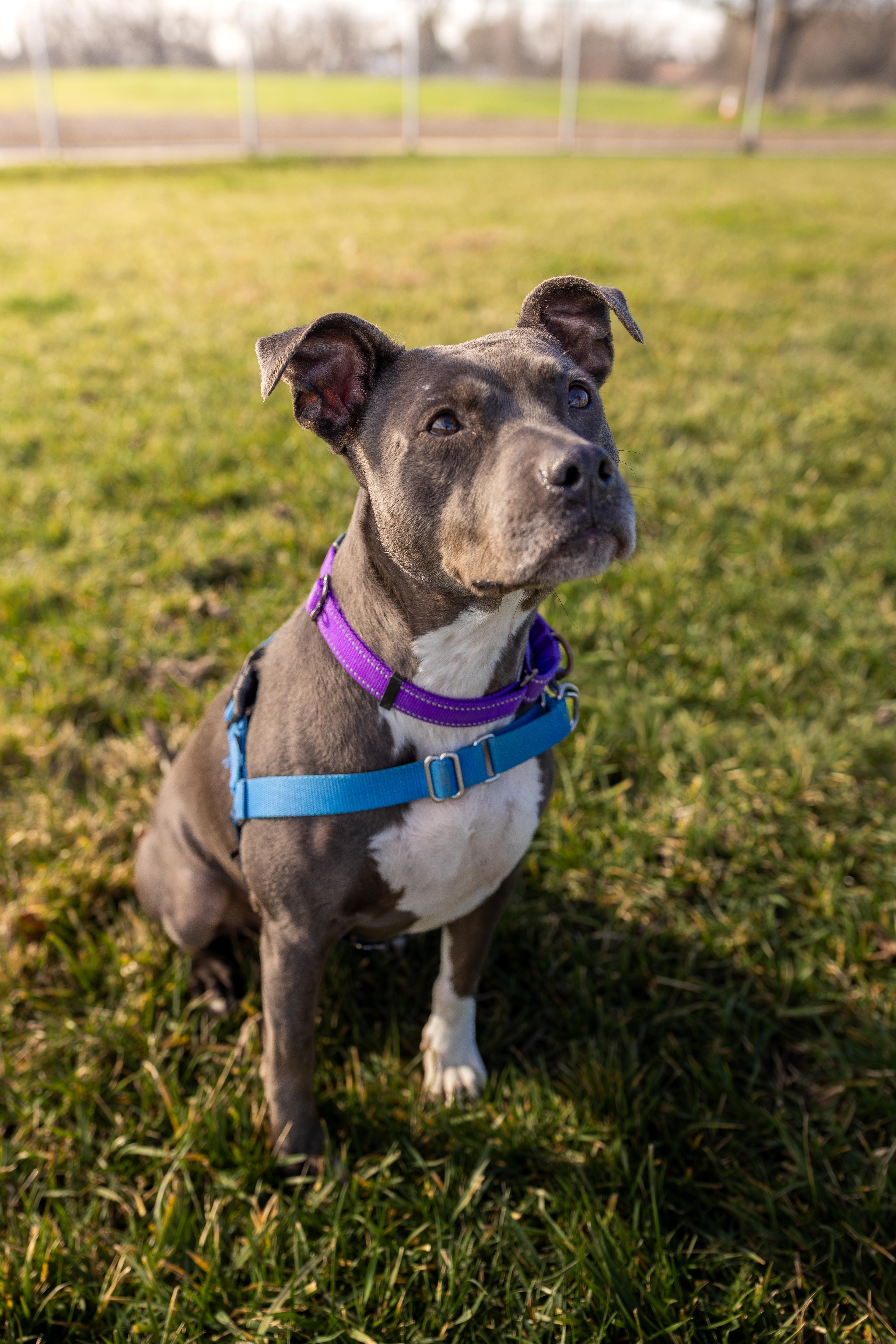 Enlarge Shasta - Adoption fee fully sponsored in honor of Kevin Ward, a Adoptable mixed breed in Chico, CA image 6/6