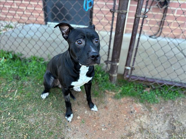 PACINO, Adoptable, Young Male Pit Bull Terrier & Mixed Breed.