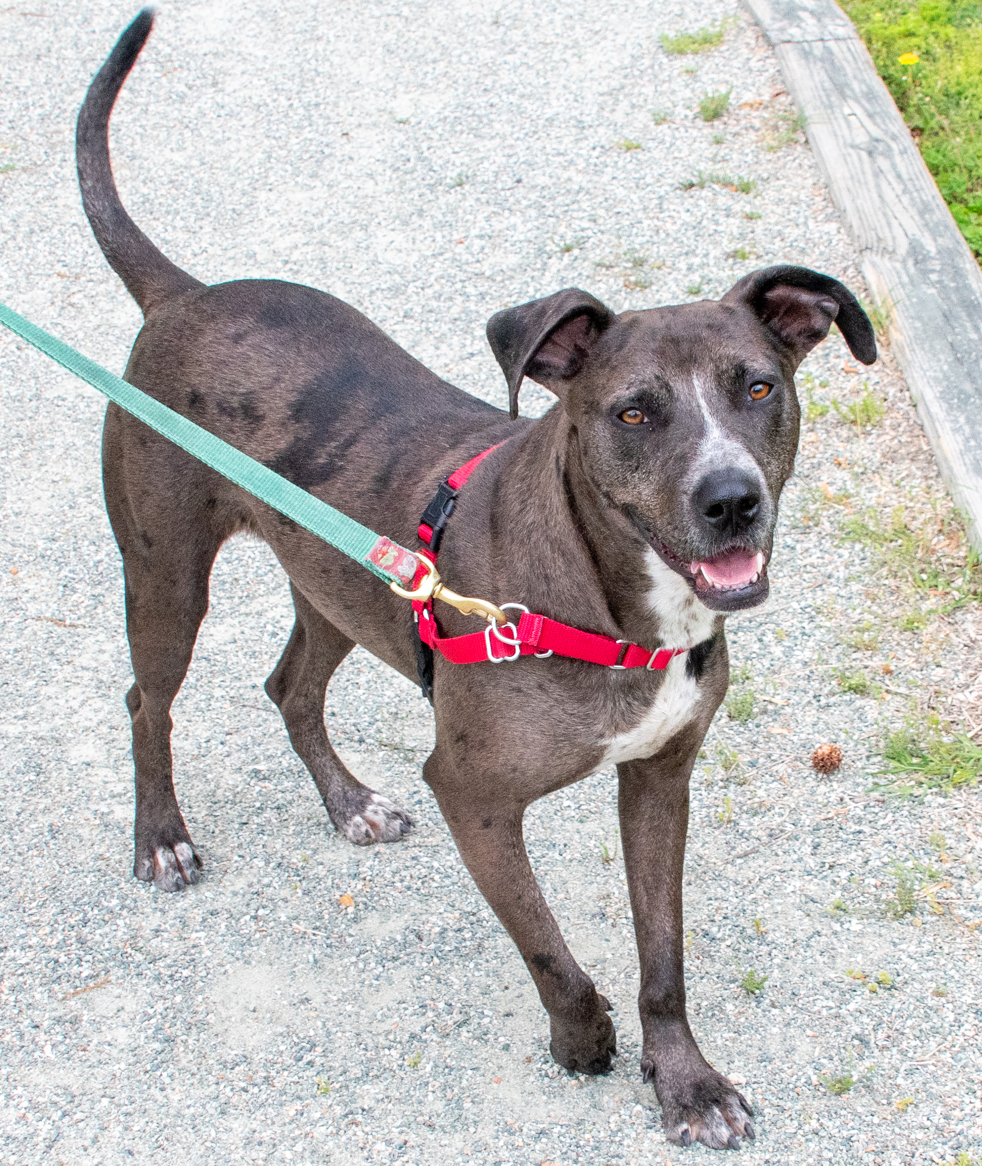 Hazel, Adoptable, Young Female Catahoula Leopard Dog & Mountain Cur.