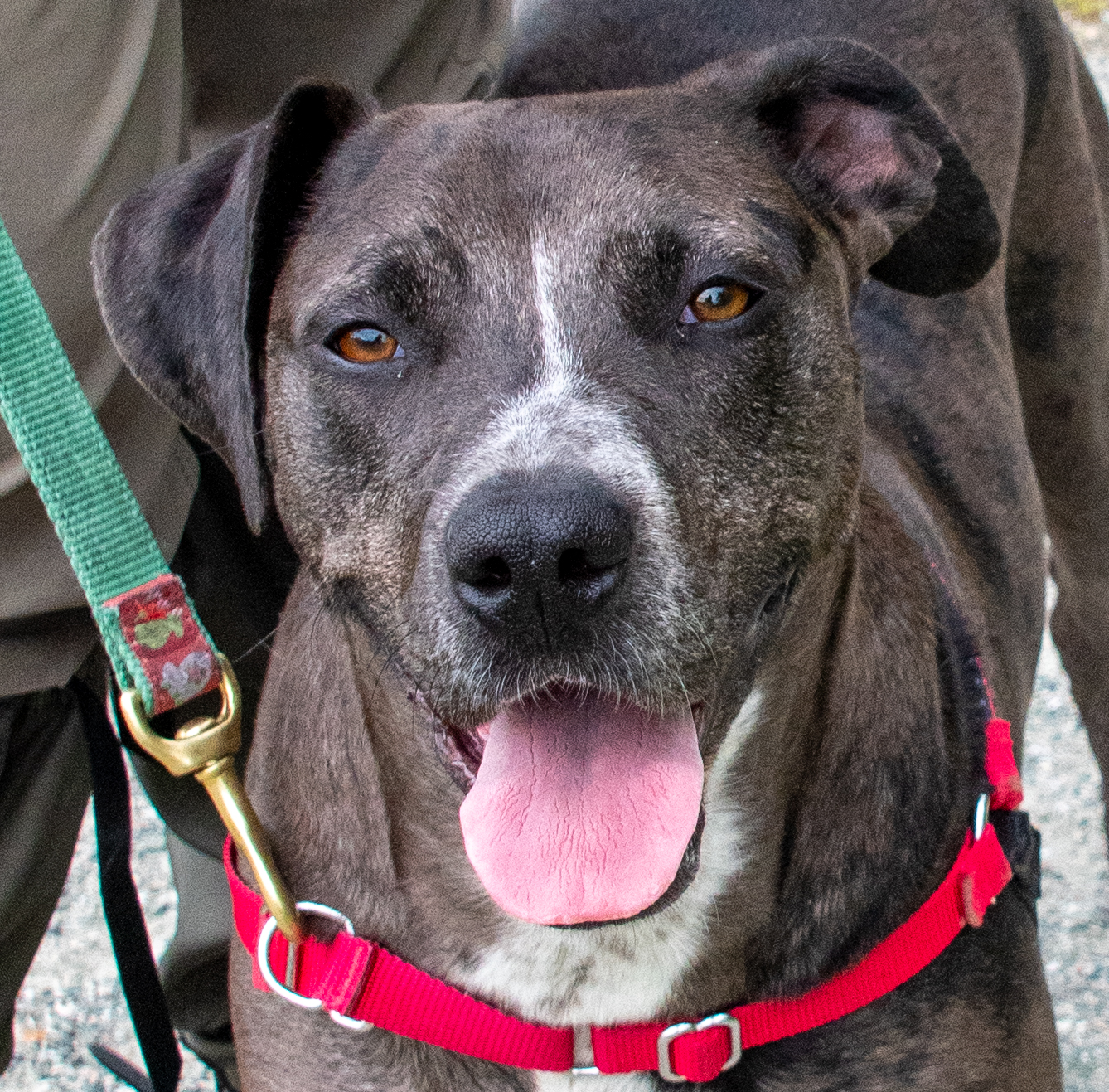 Hazel, a Adoptable mixed breed in Midlothian, VA image 2/4