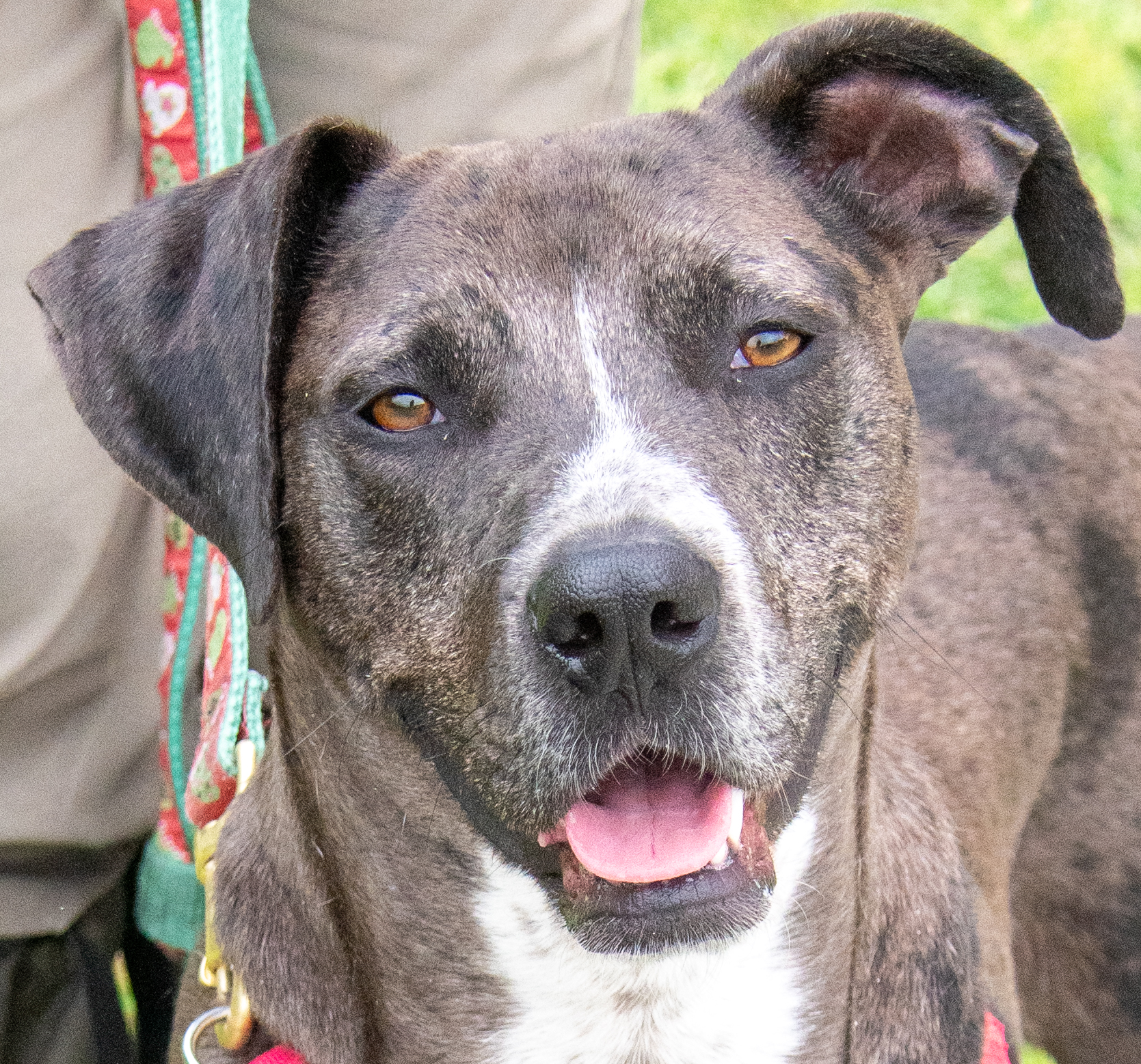 Hazel, a Adoptable mixed breed in Midlothian, VA image 3/4