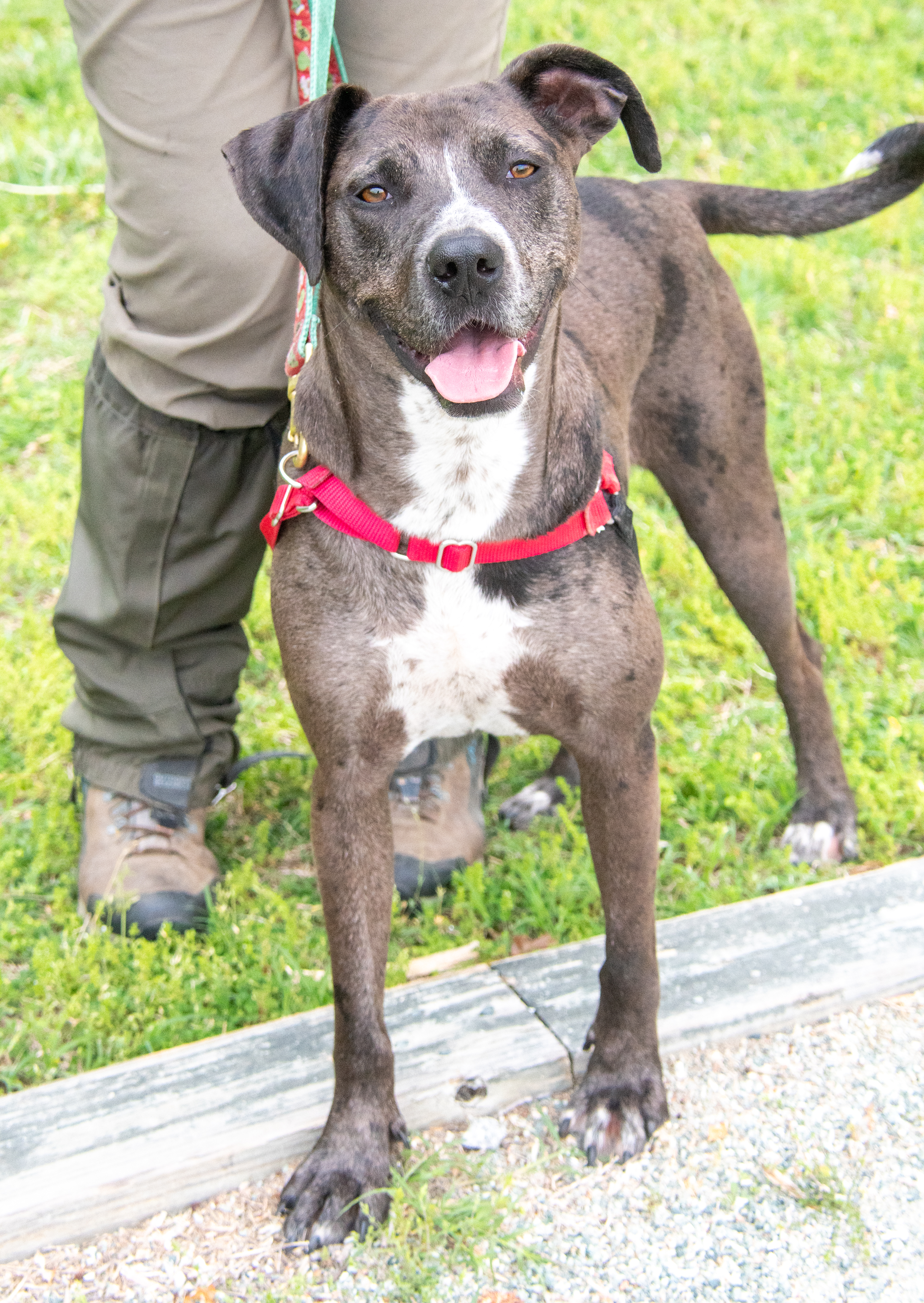 Hazel, a Adoptable mixed breed in Midlothian, VA image 4/4