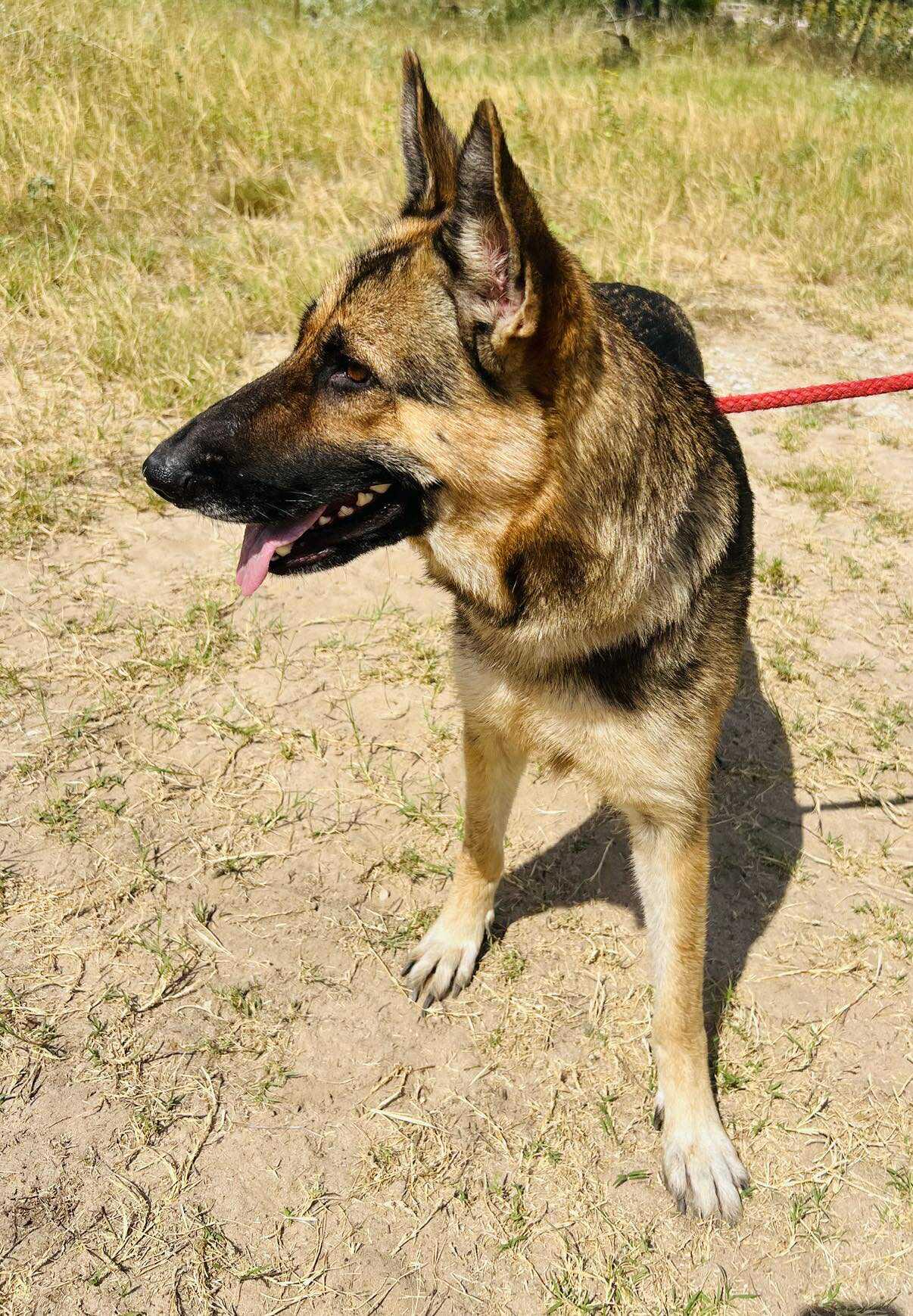 Ella, Adoptable, Adult Female German Shepherd Dog.