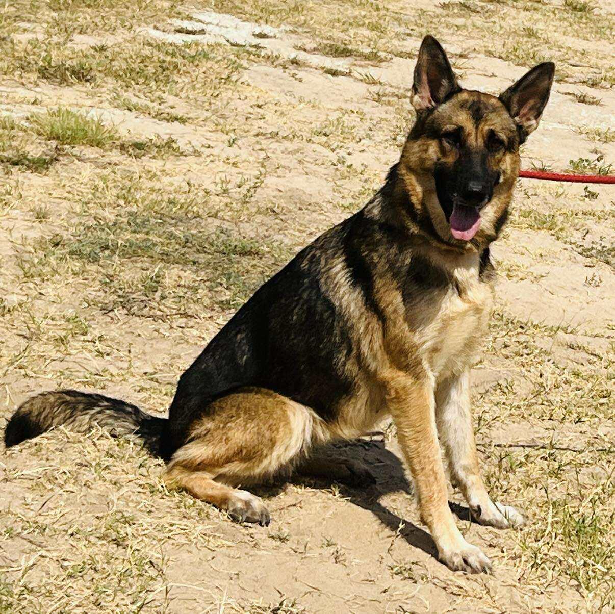 Ella, Adoptable, Adult Female German Shepherd Dog.