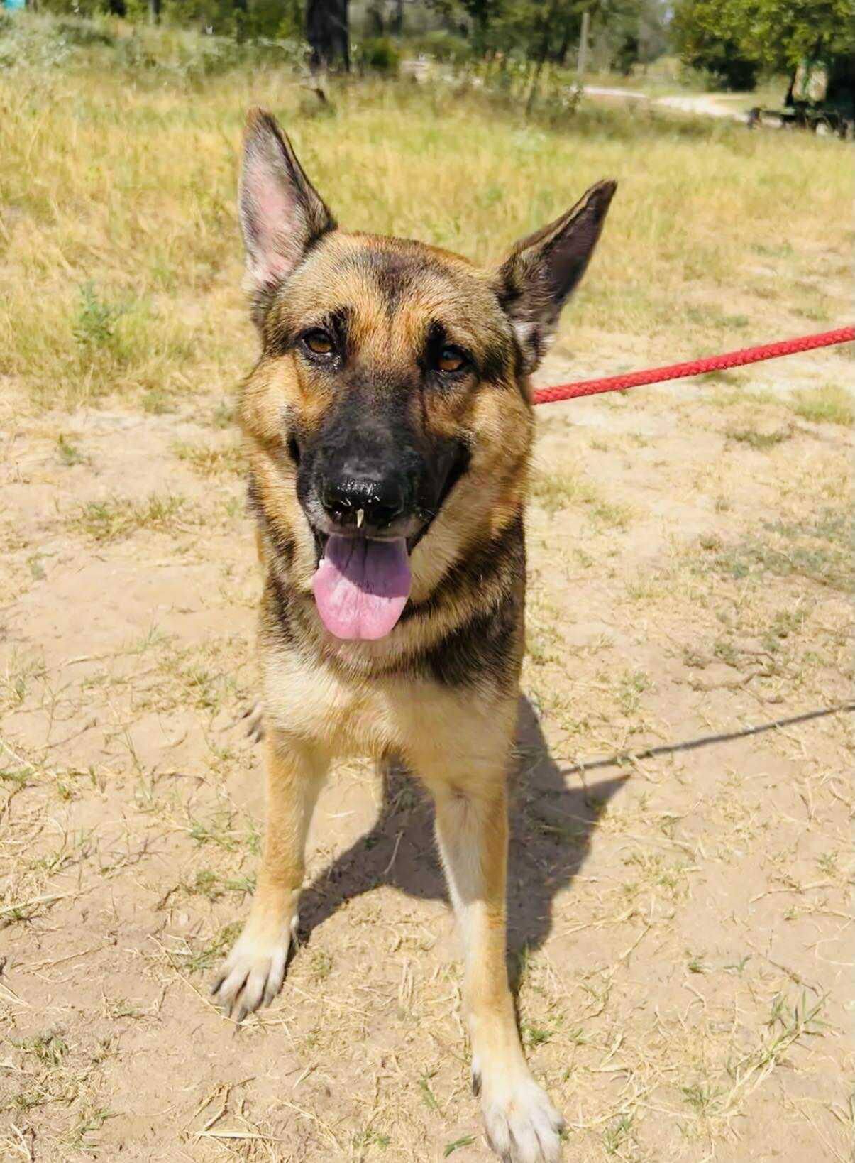 Ella, a Adoptable German Shepherd Dog in Brattleboro , VT image 4/4