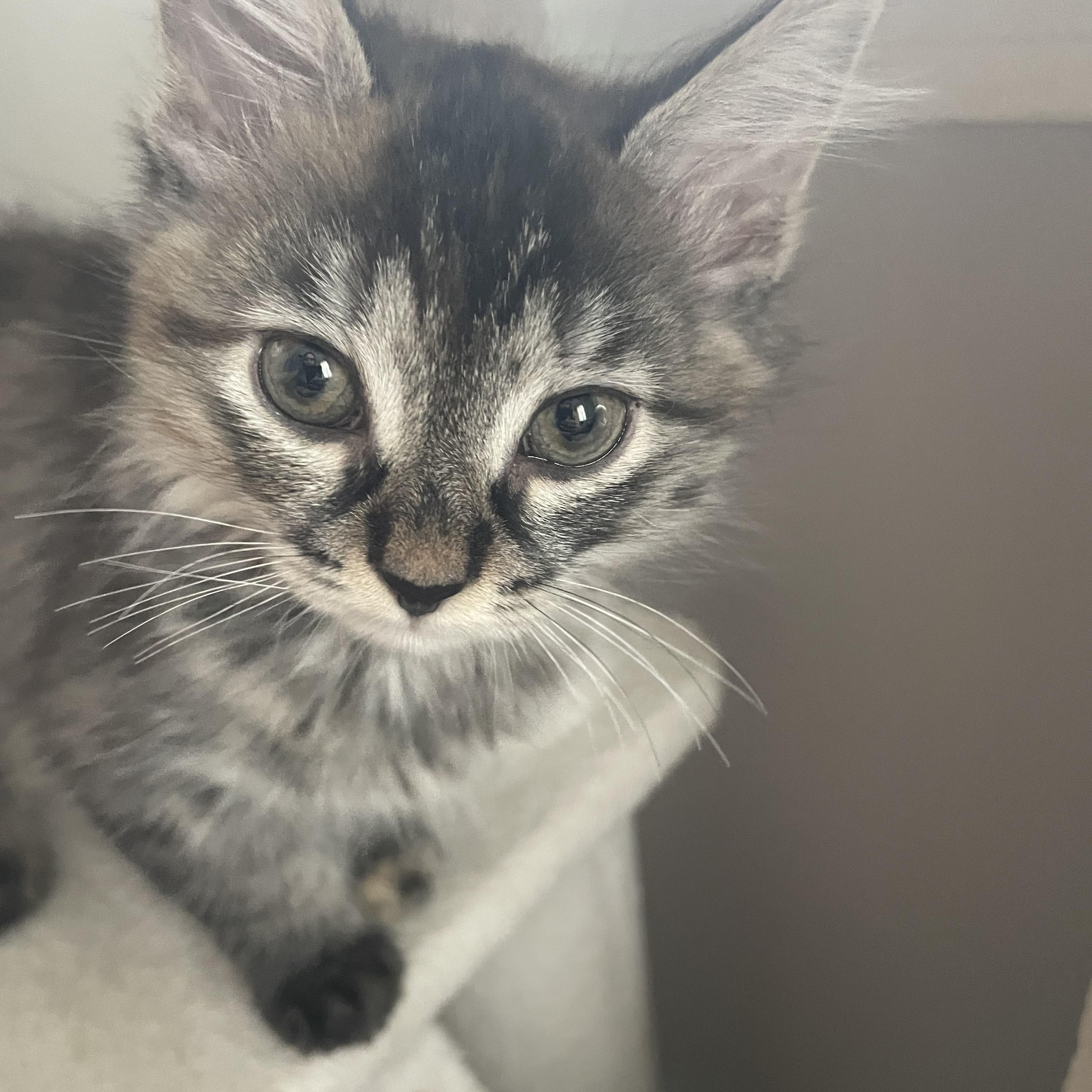 Pandy, a ADOPTABLE Domestic Long Hair in Brockport, NY image 1/3