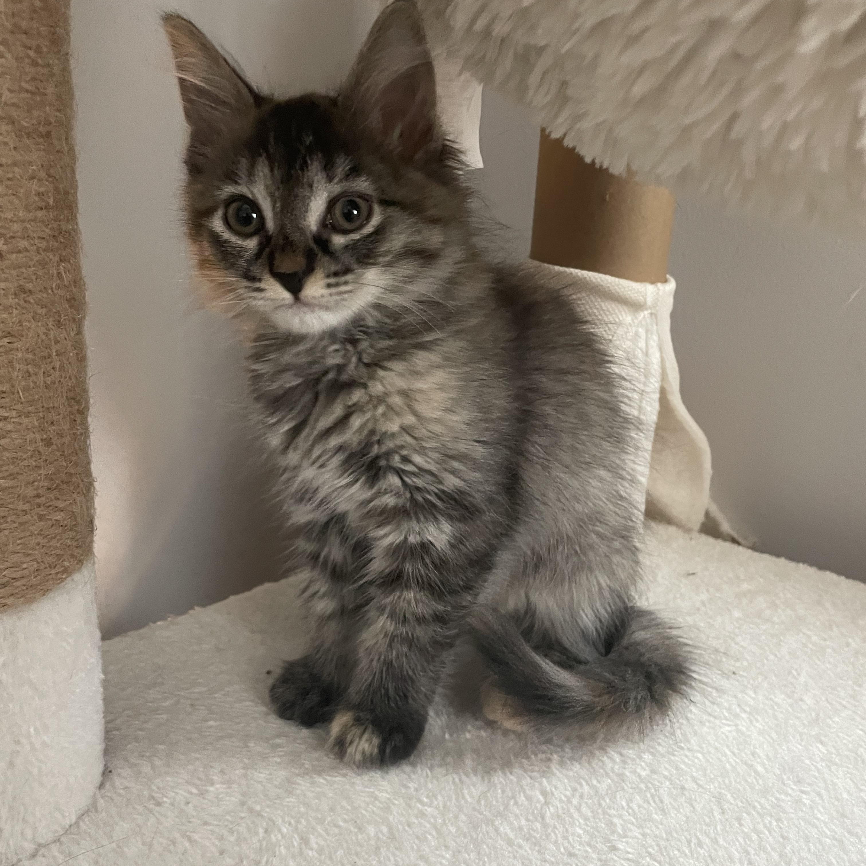 Pandy, a ADOPTABLE Domestic Long Hair in Brockport, NY image 2/3