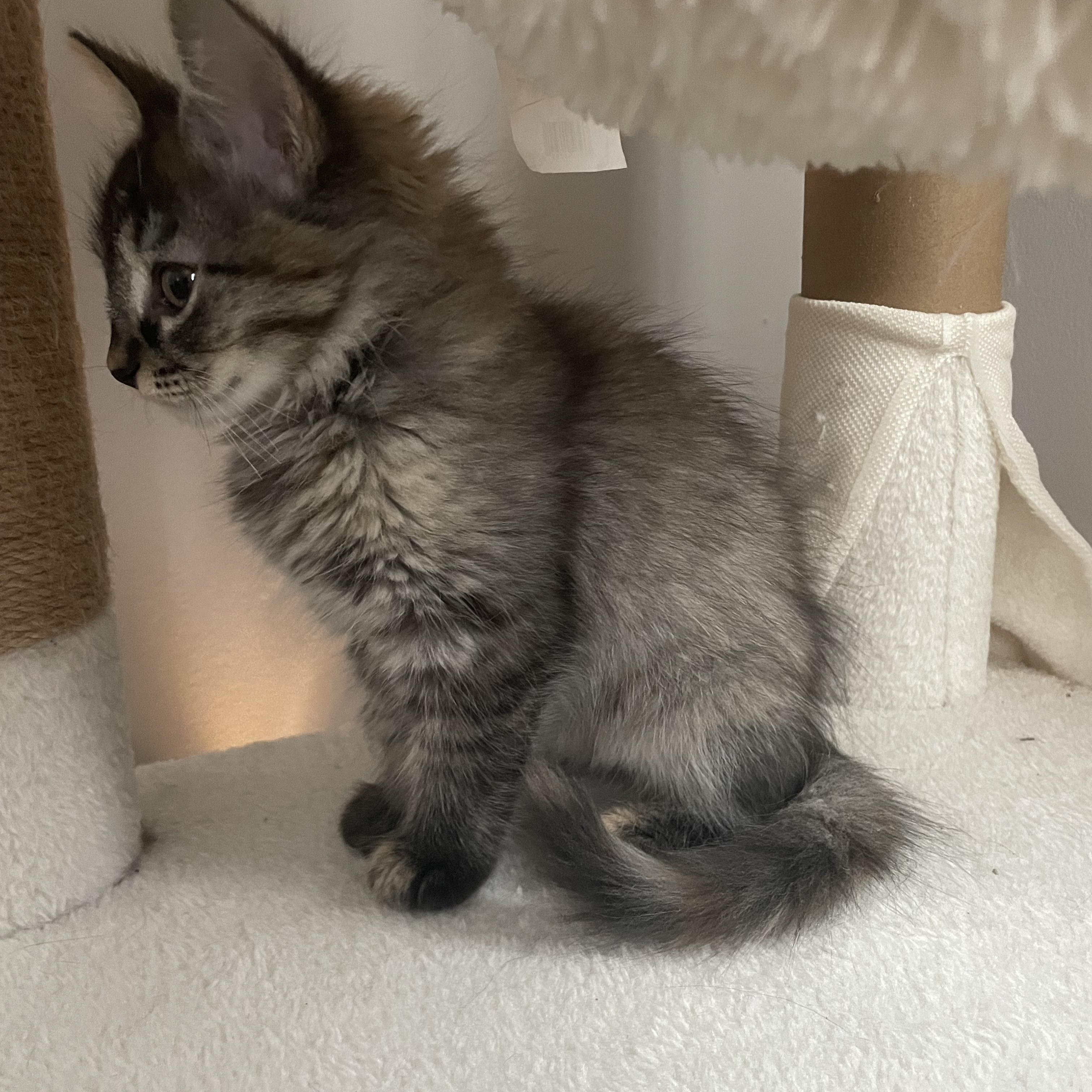 Pandy, a ADOPTABLE Domestic Long Hair in Brockport, NY image 3/3