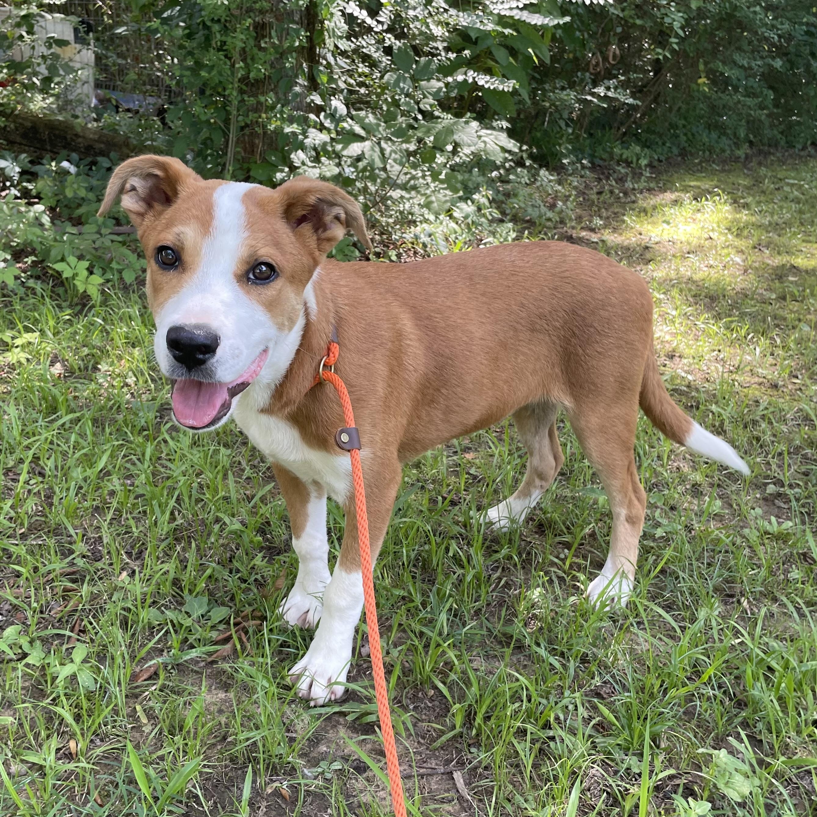 Rusty, Young Male Labrador Retriever