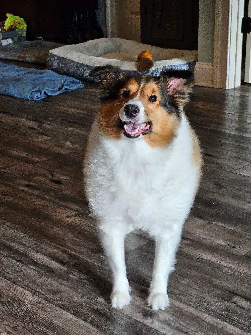 Annabel (adoption pending), Adoptable, Adult Female Shetland Sheepdog / Sheltie.