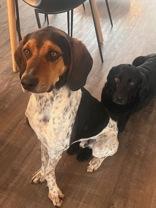 Tim, ADOPTABLE, Young Male Basset Hound.