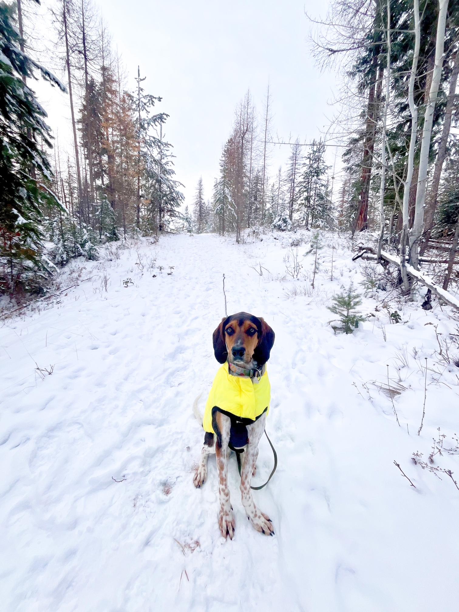 Tim, a ADOPTABLE mixed breed in Cranbrook, BC image 5/6