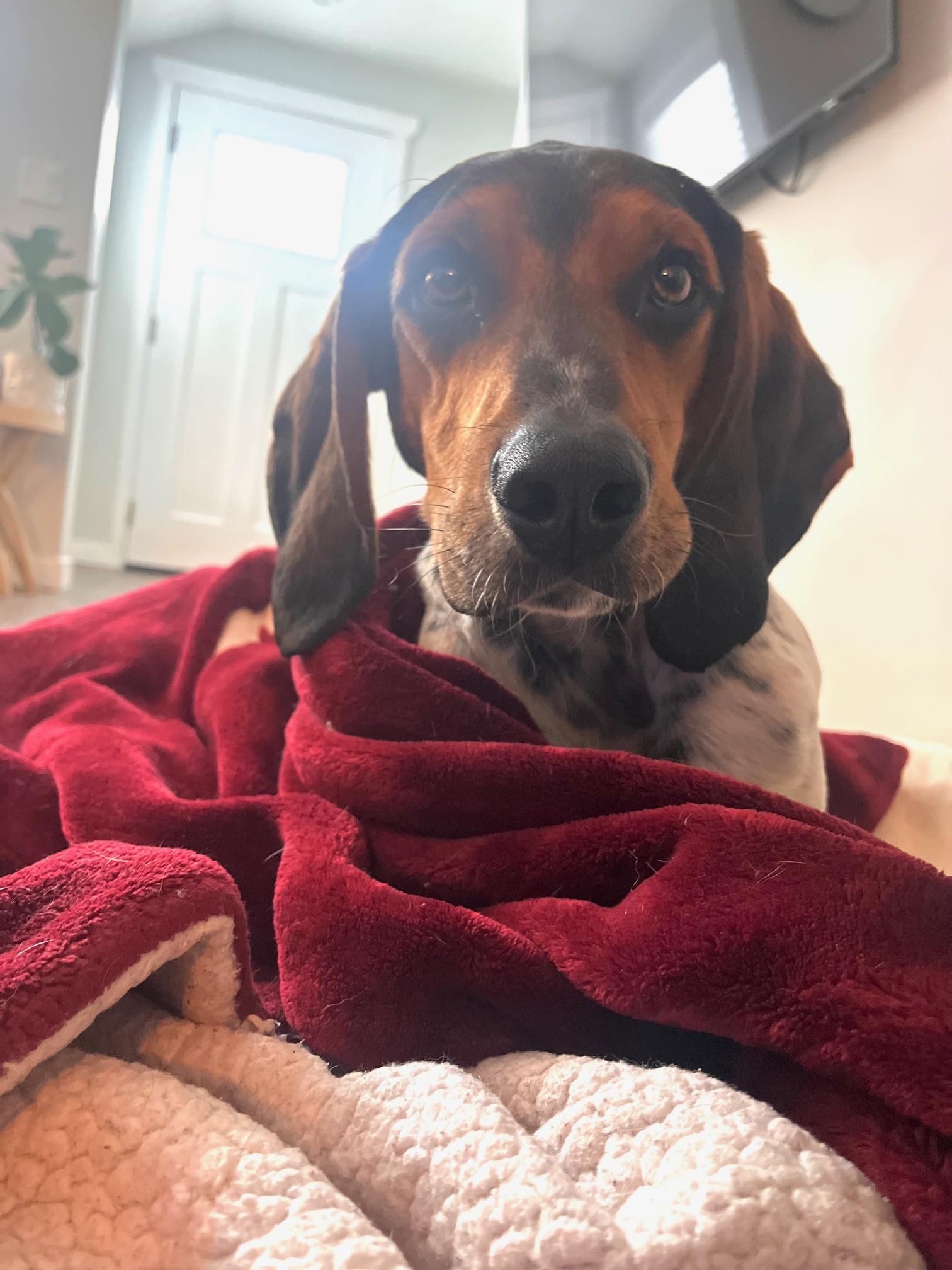 Tim, a ADOPTABLE mixed breed in Cranbrook, BC image 6/6