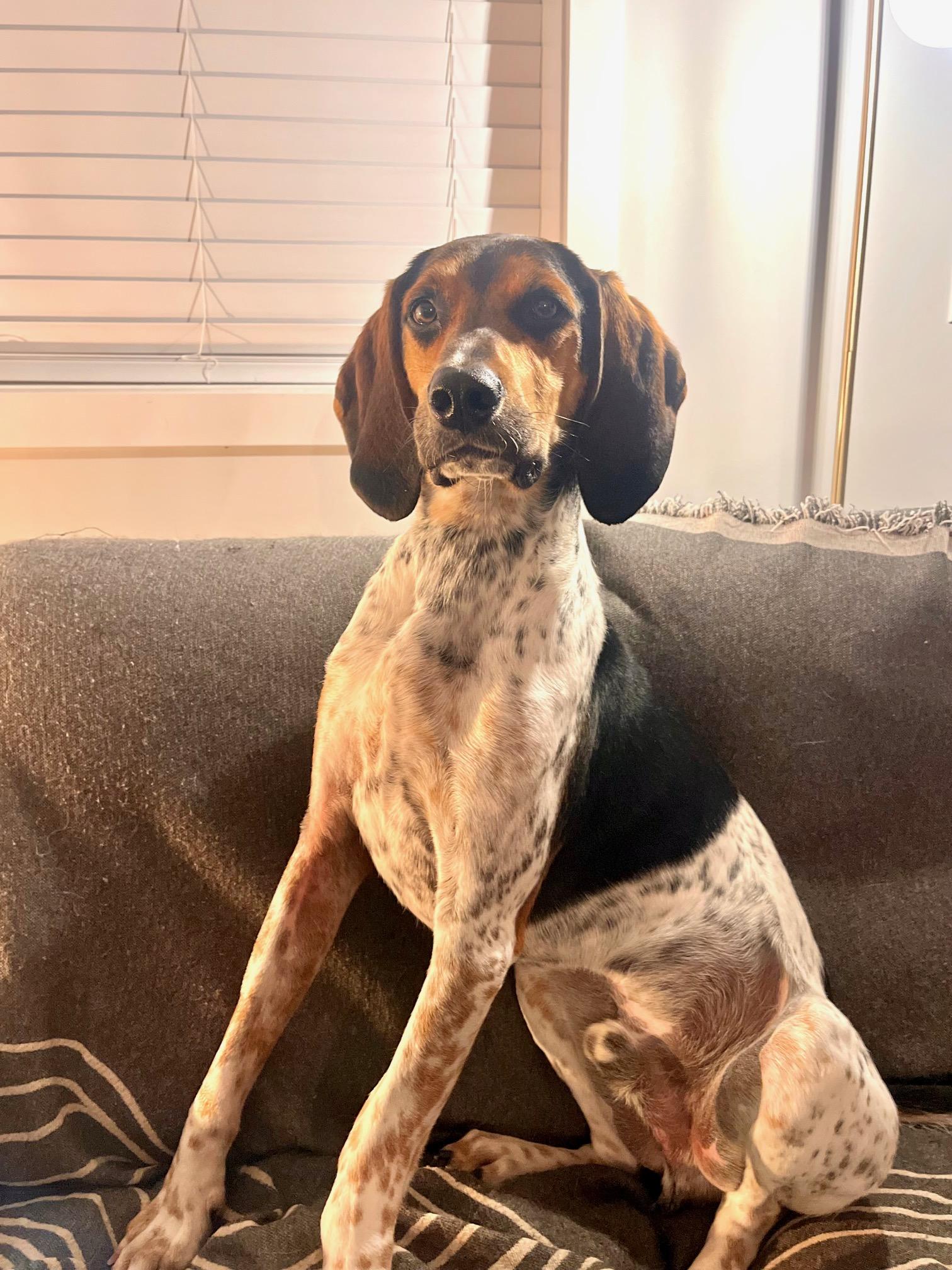 Tim, a ADOPTABLE mixed breed in Cranbrook, BC image 4/6