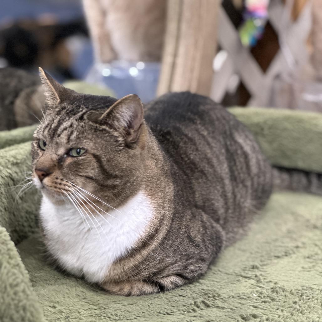 Enlarge Ollie, a Adoptable Domestic Short Hair in Nokesville, VA image 1/2