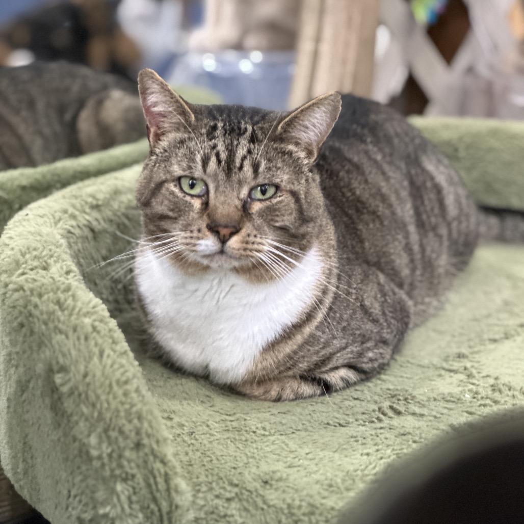Enlarge Ollie, a Adoptable Domestic Short Hair in Nokesville, VA image 2/2