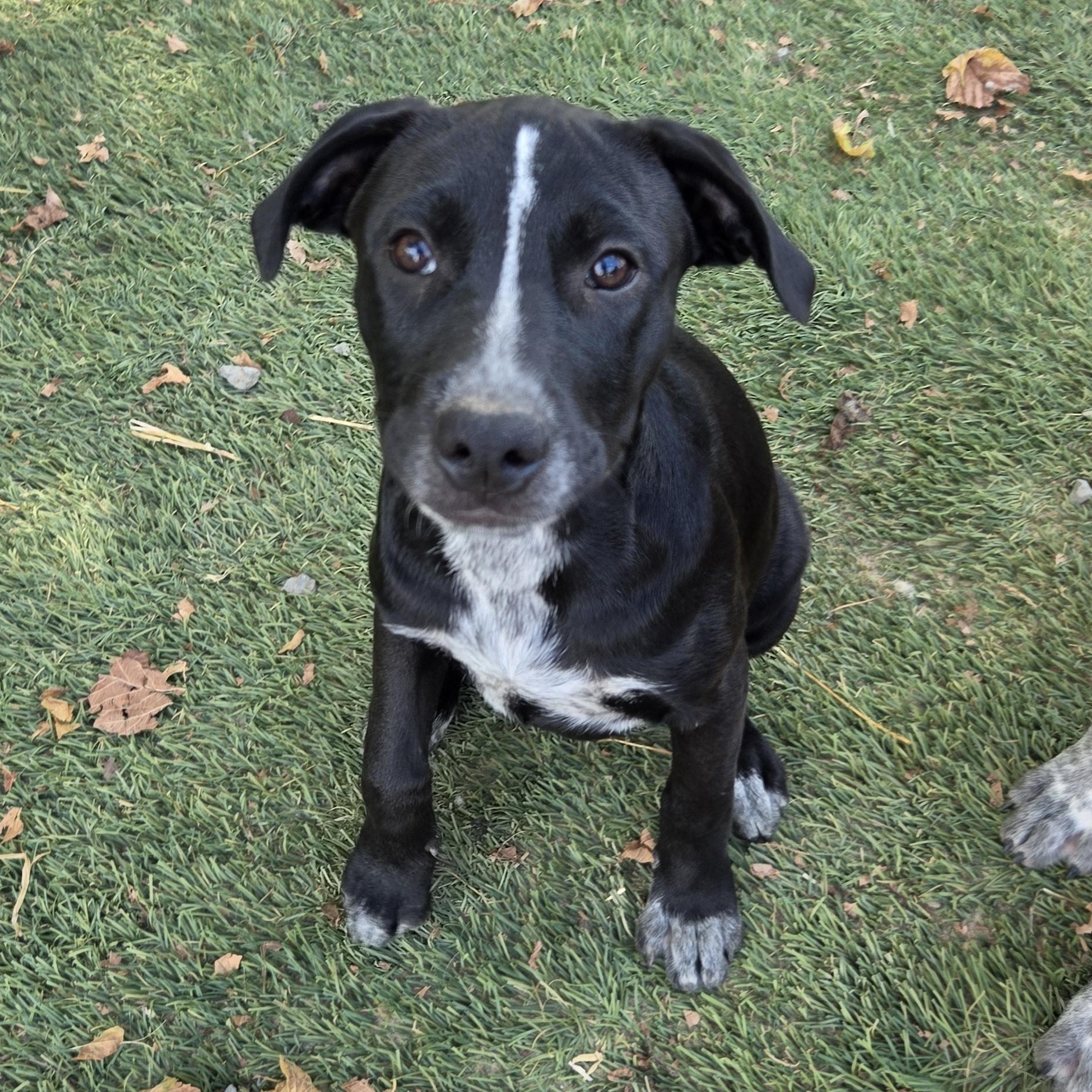 Enlarge Skunky Success, a Adoptable mixed breed in Woburn, MA image 1/4
