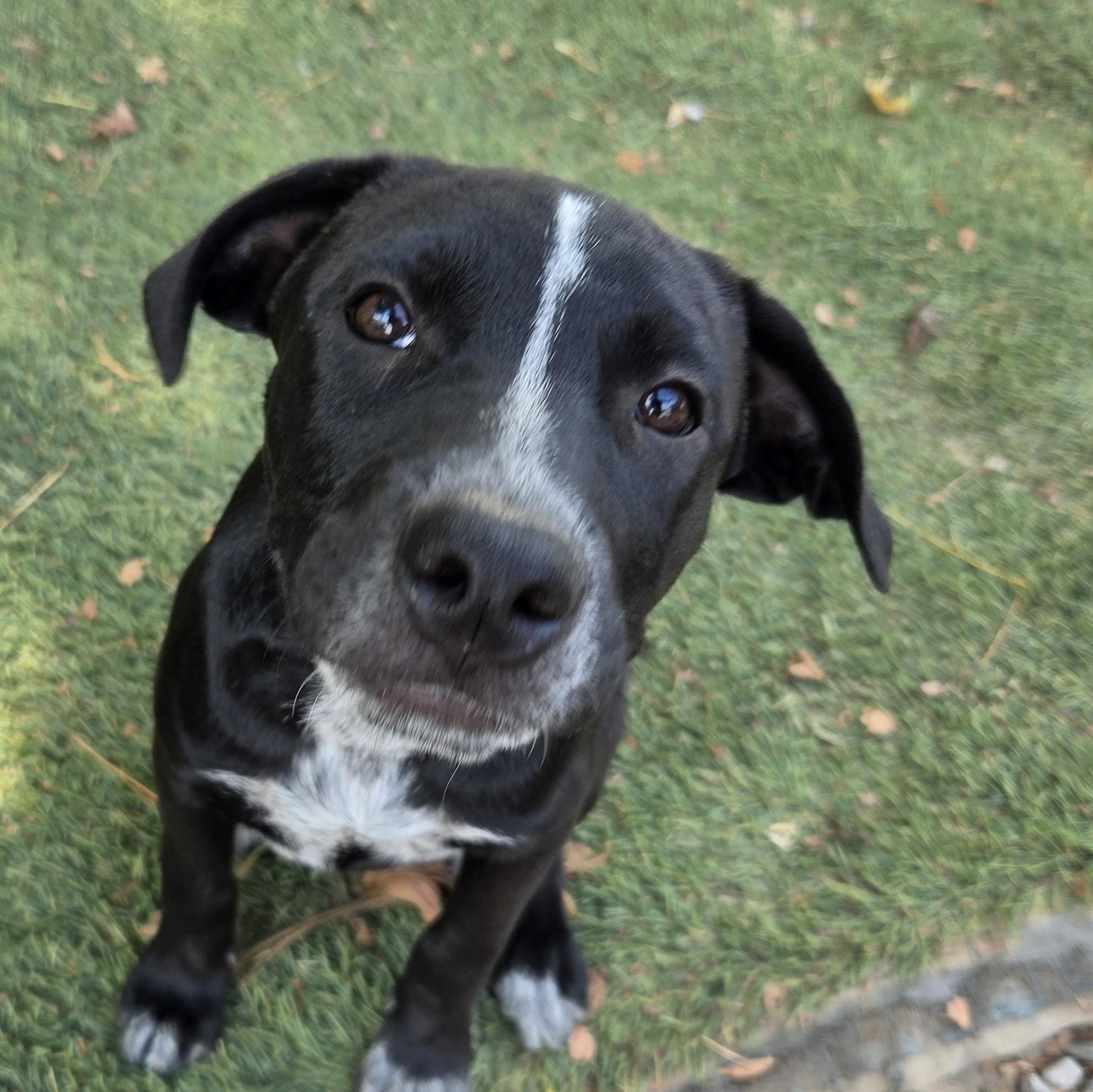 Enlarge Skunky Success, a Adoptable mixed breed in Woburn, MA image 2/4